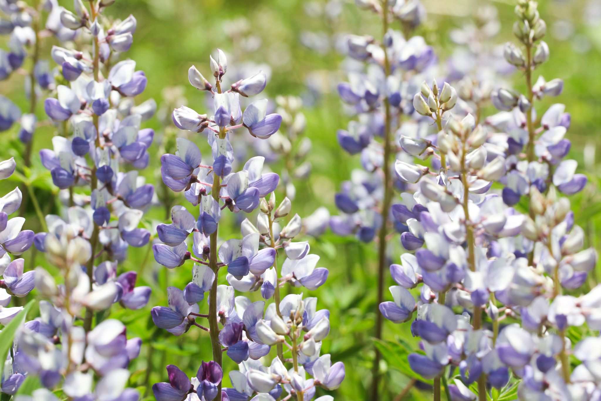 Lupinus perennis