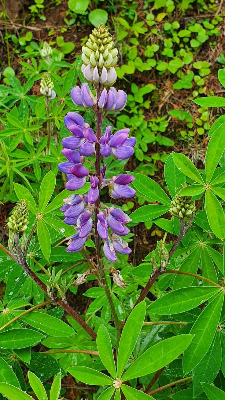 Lupinus rivularis