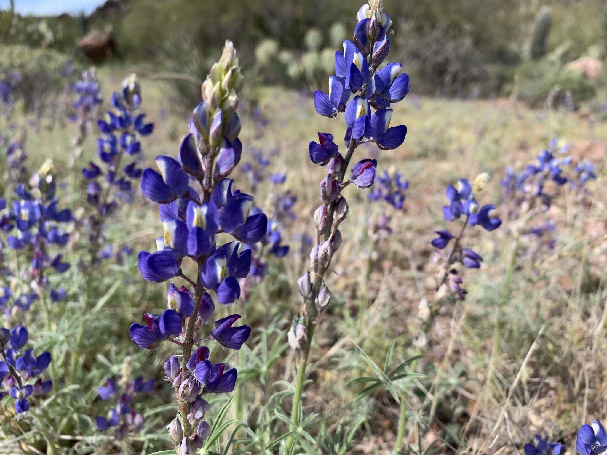 Lupinus sp.