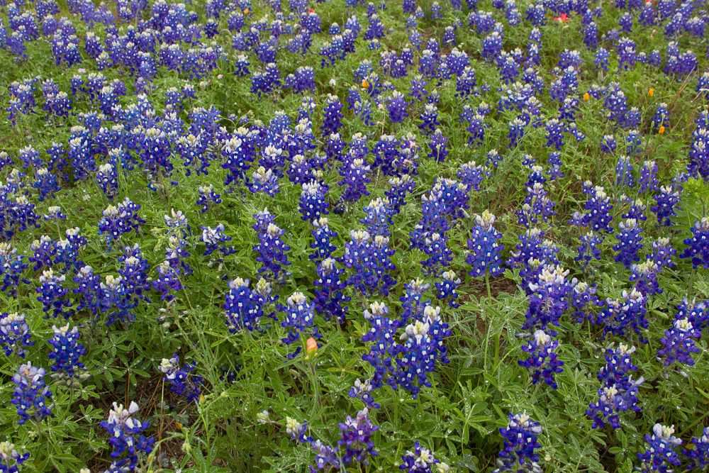 Lupinus texensis