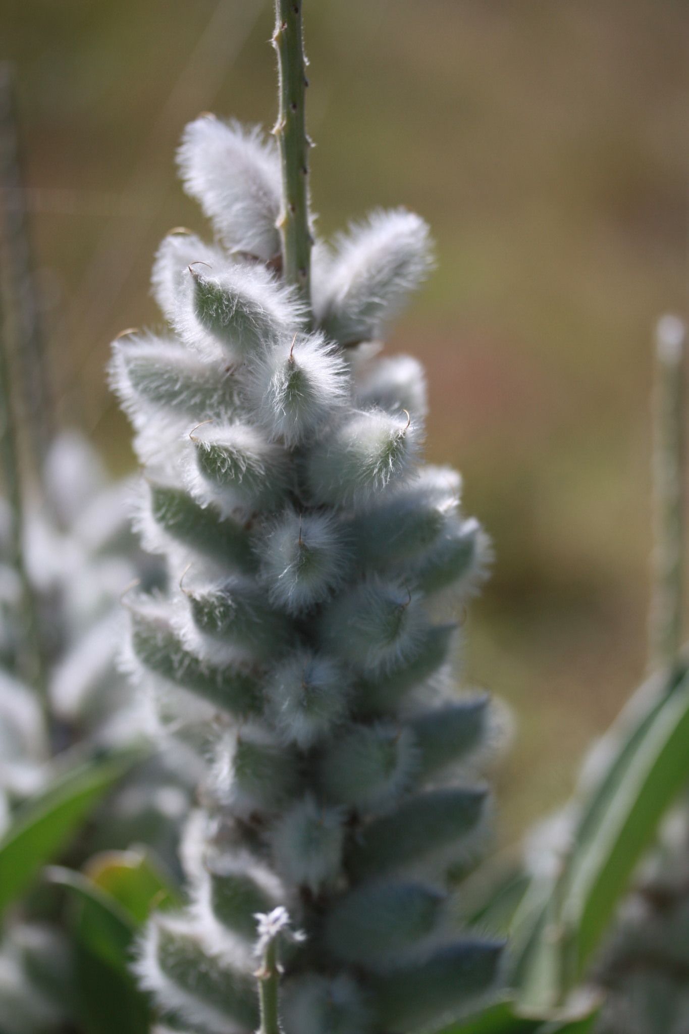 Lupinus villosus