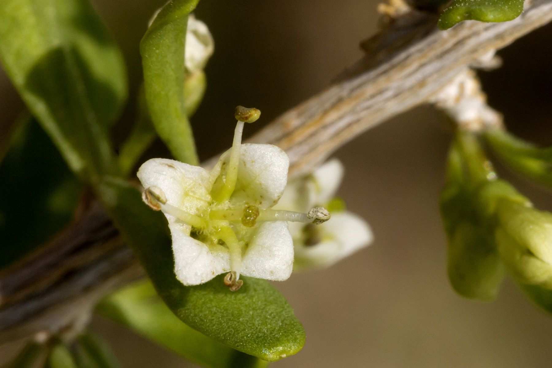 Lycium berlandieri