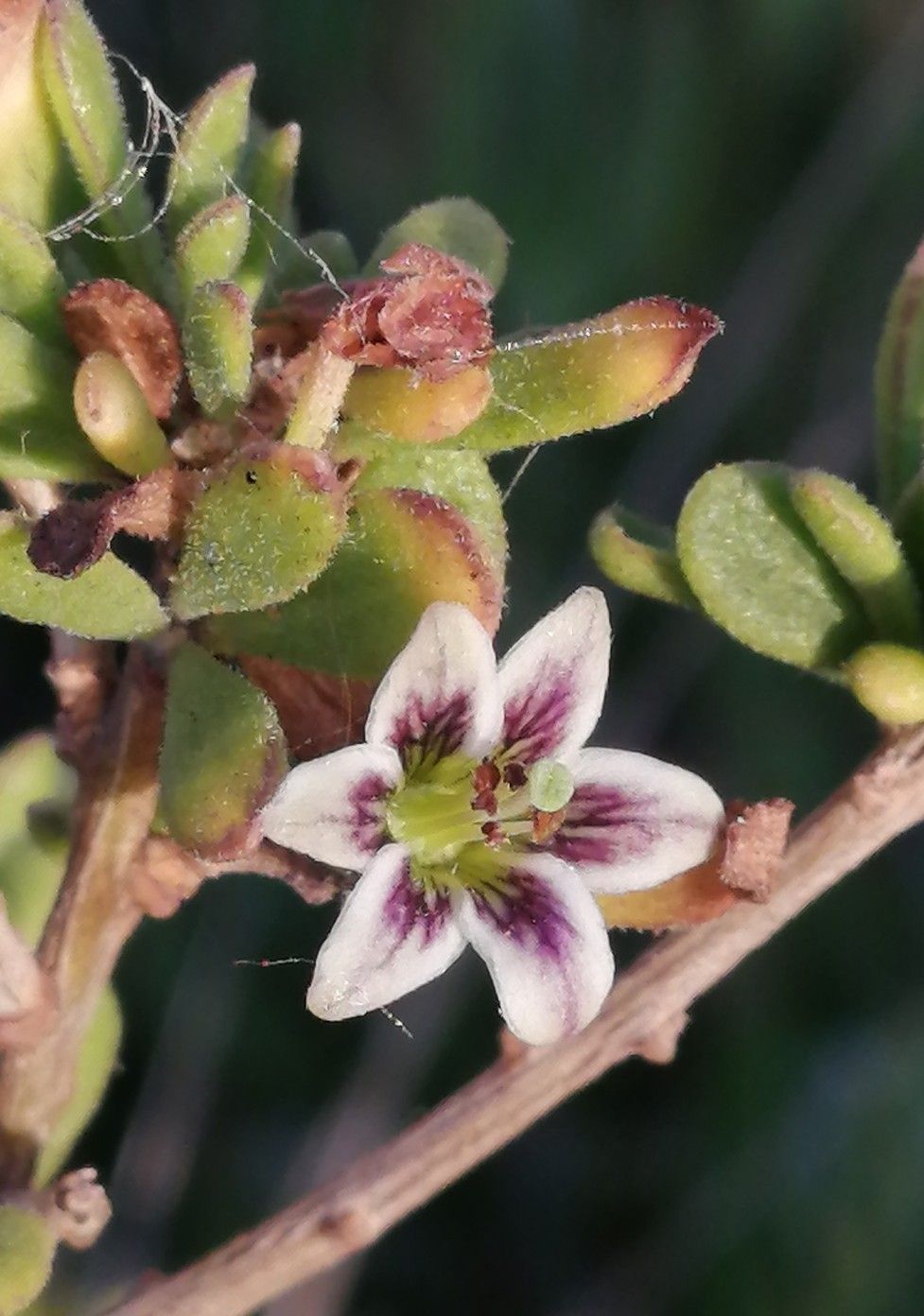 Lycium chilense