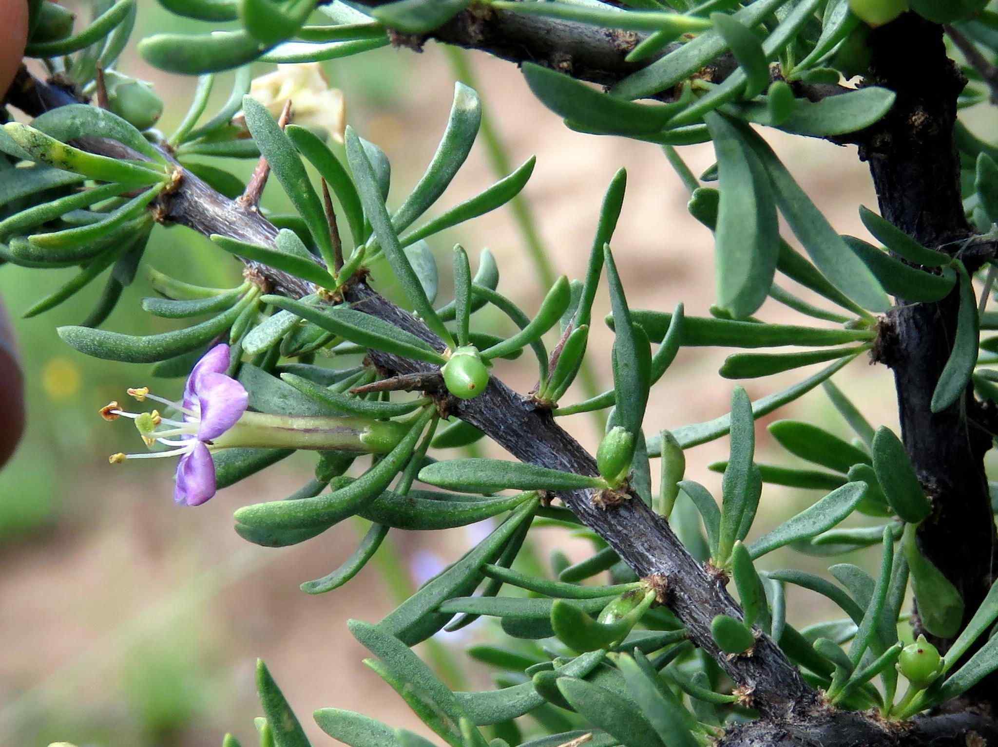 Lycium sp.