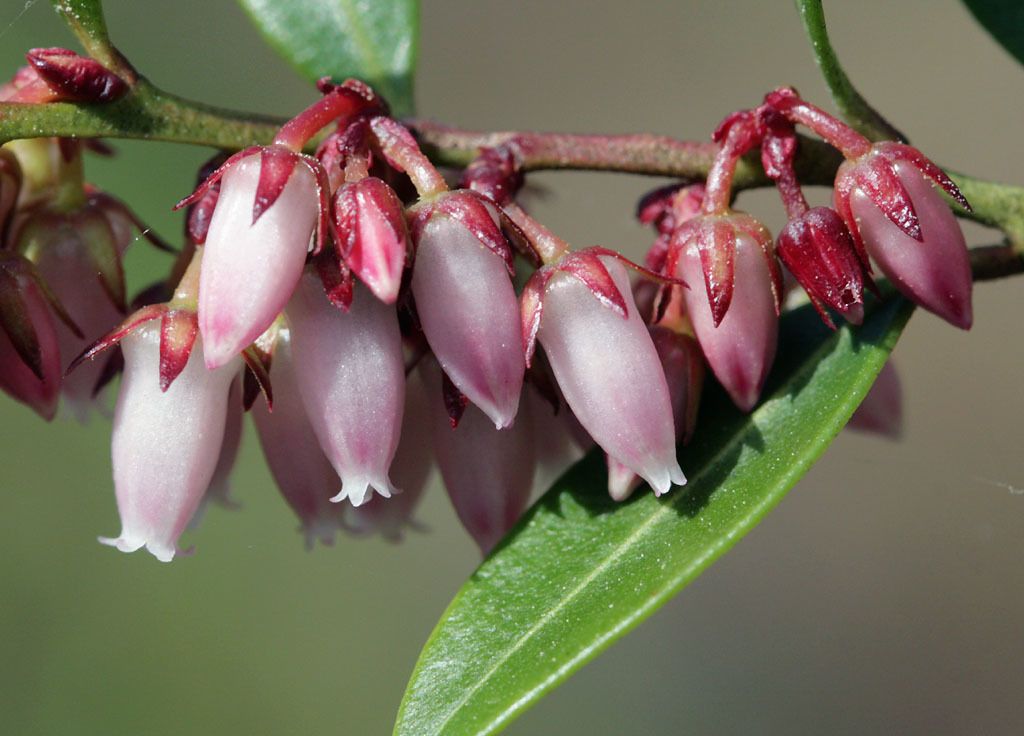 Lyonia