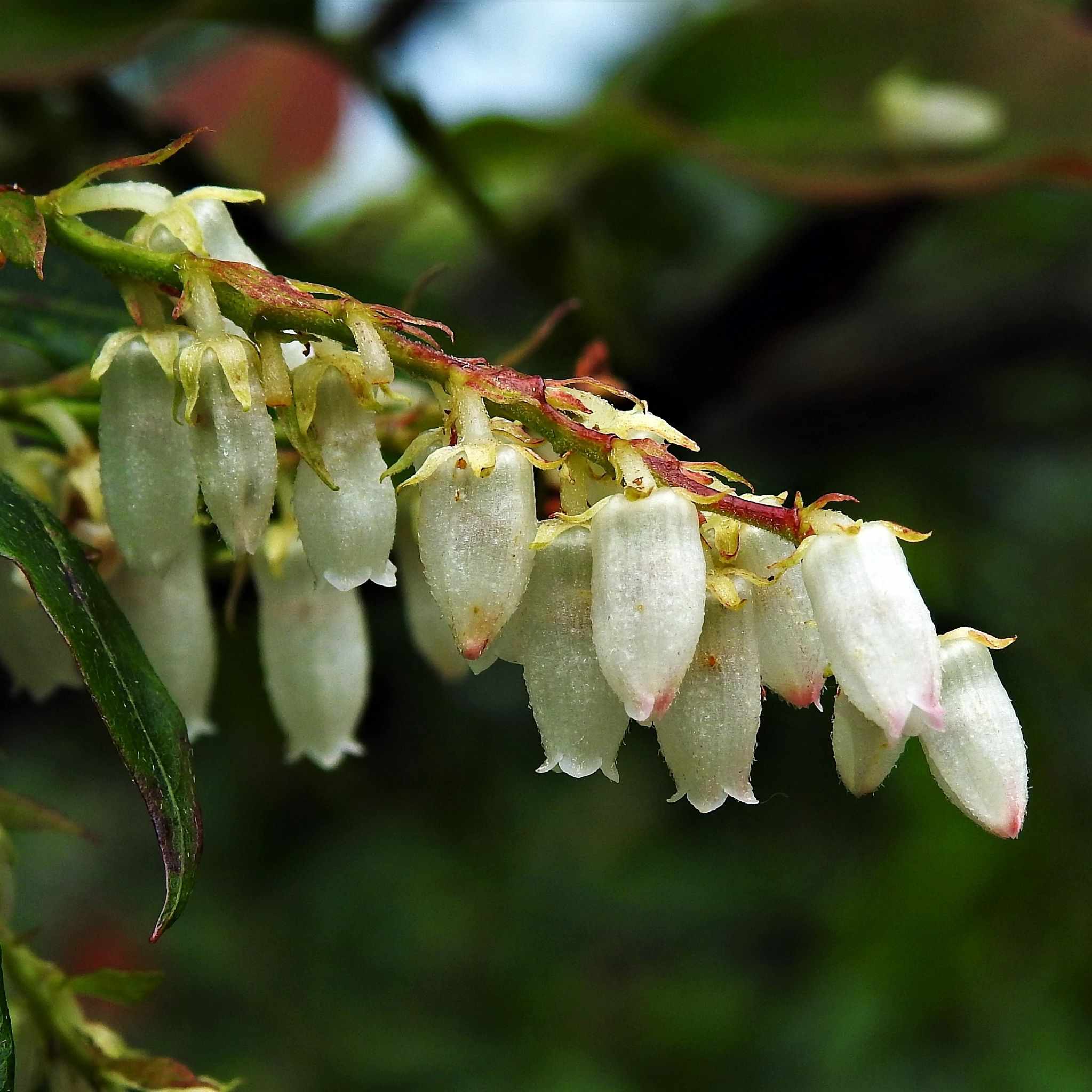 Lyonia ovalifolia