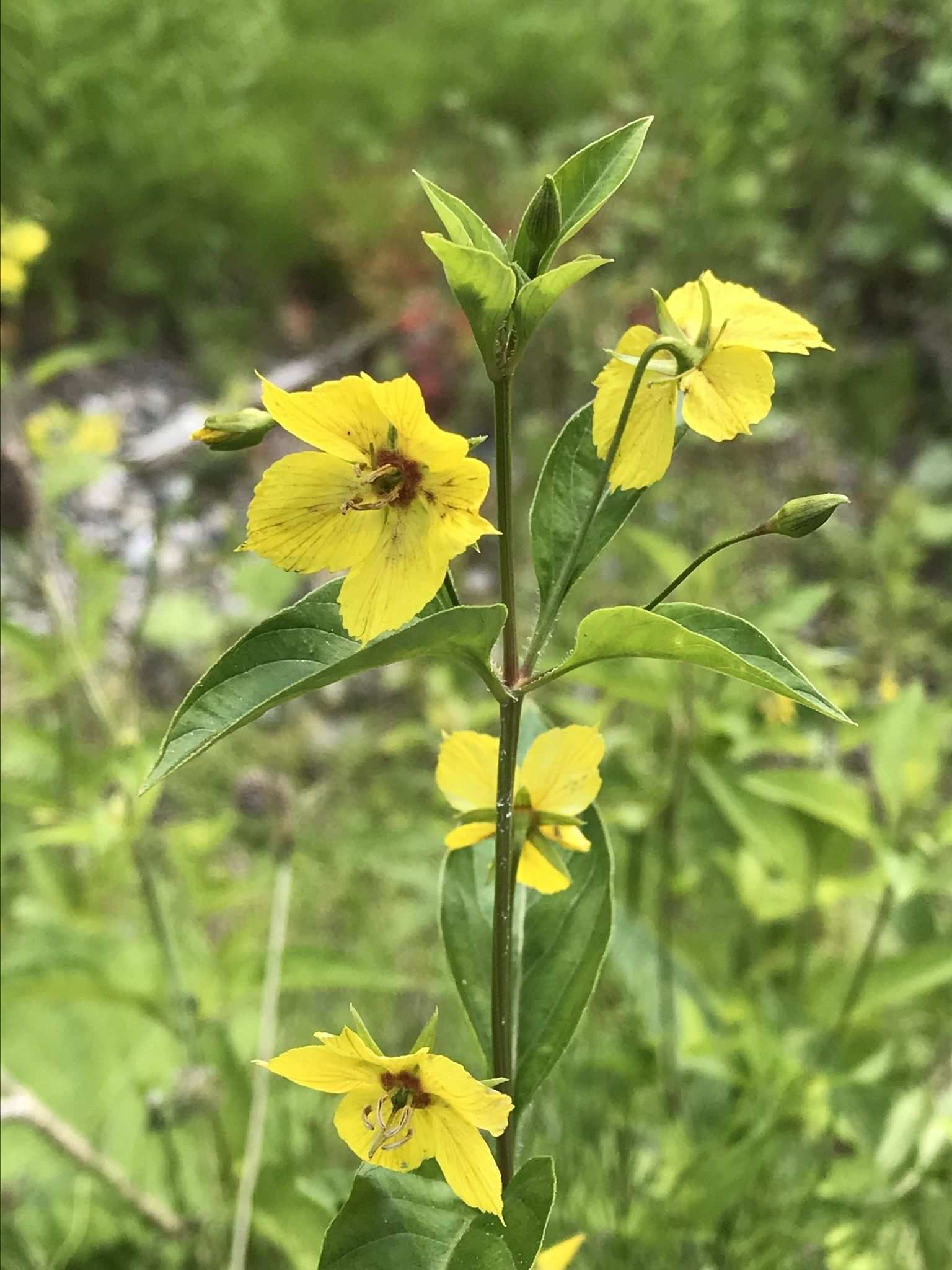 Lysimachia ciliata