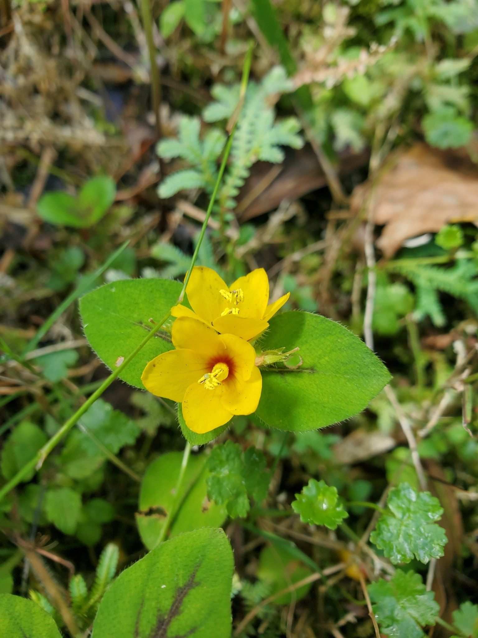 Lysimachia congestiflora