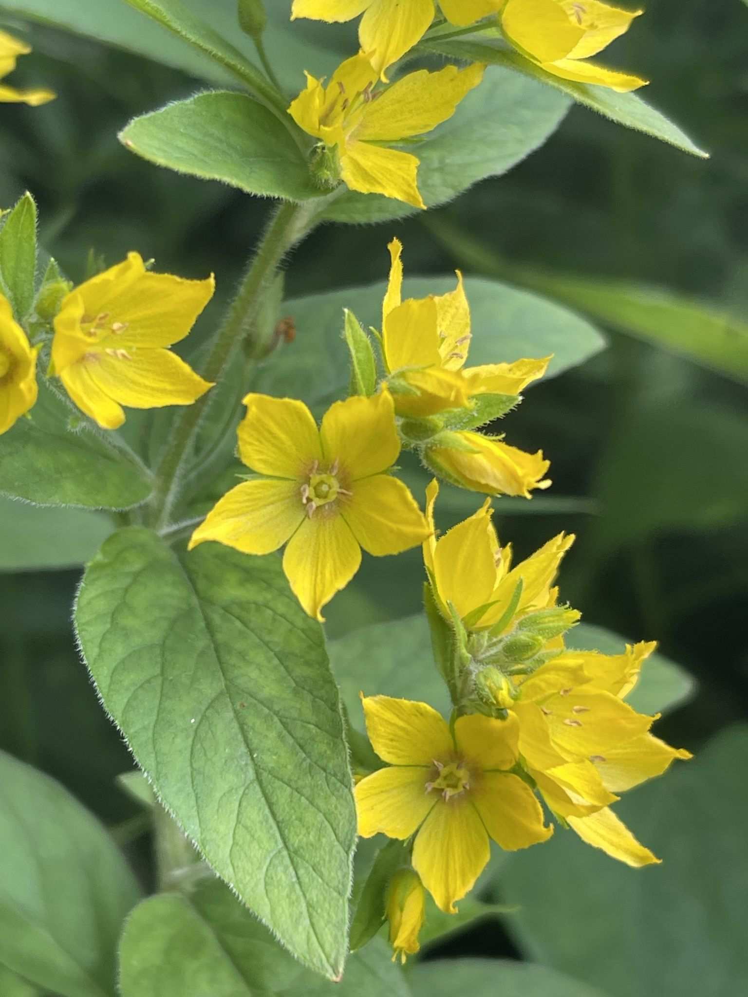 Lysimachia punctata