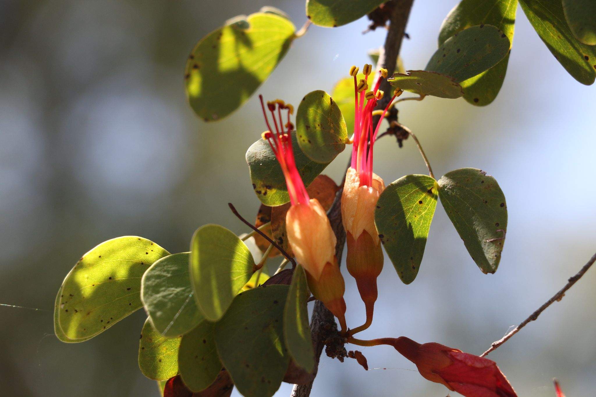 Lysiphyllum carronii