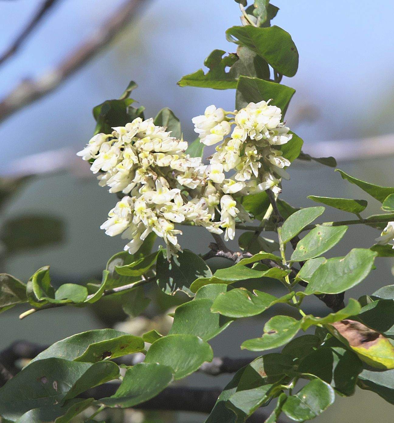 Maackia amurensis