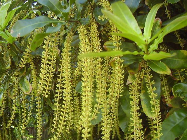 Macadamia integrifolia