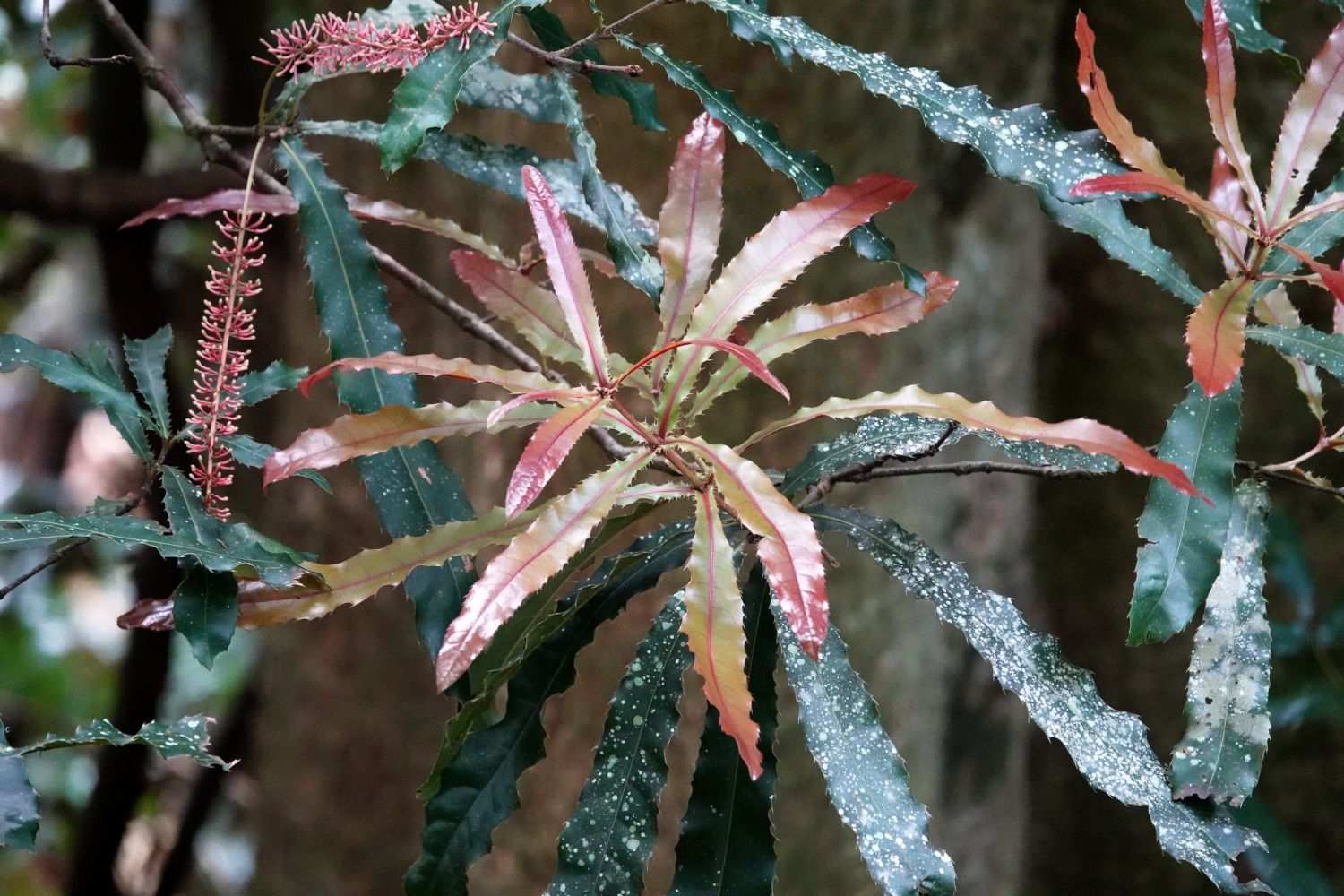 Macadamia tetraphylla