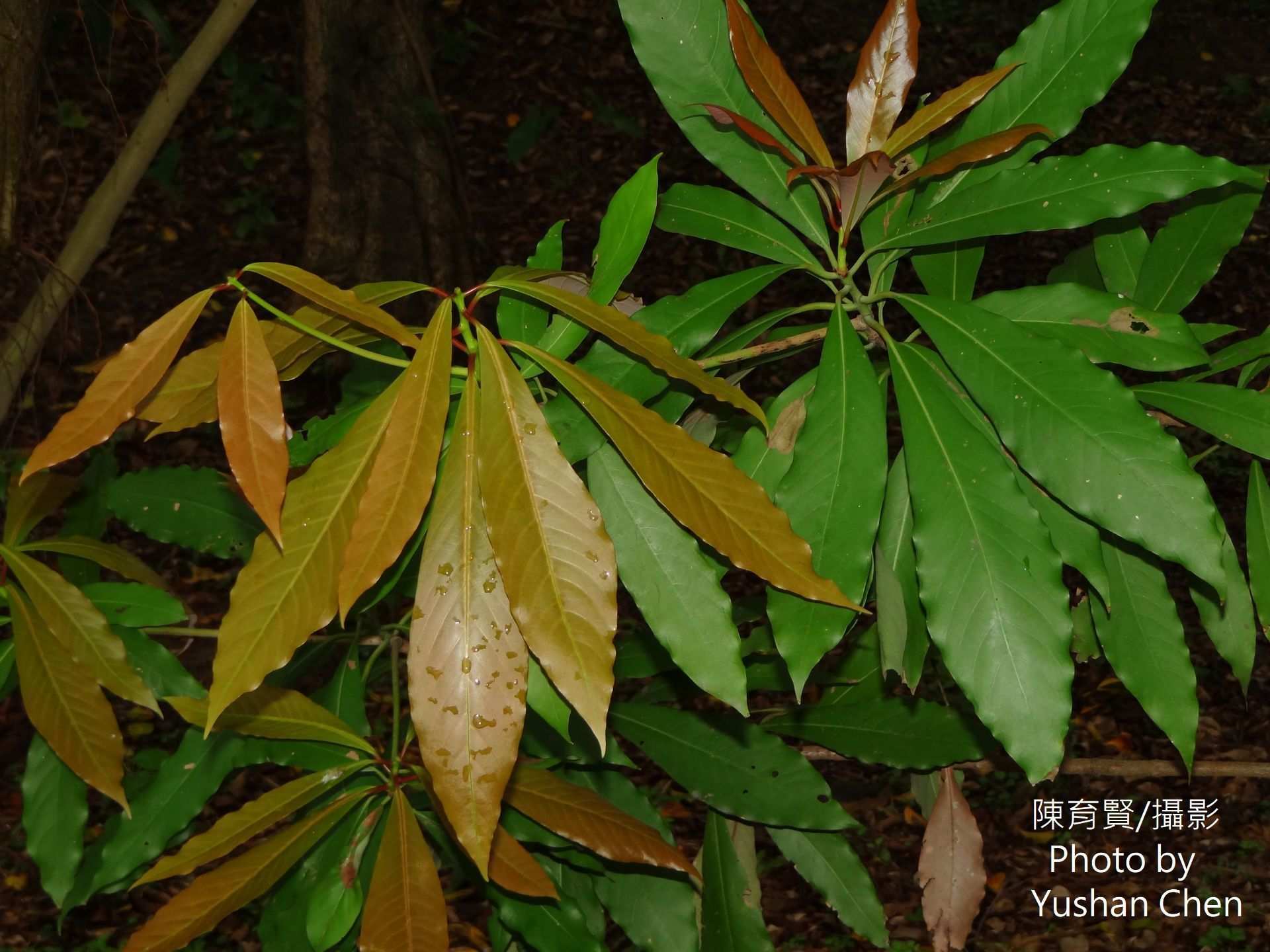 Machilus japonica