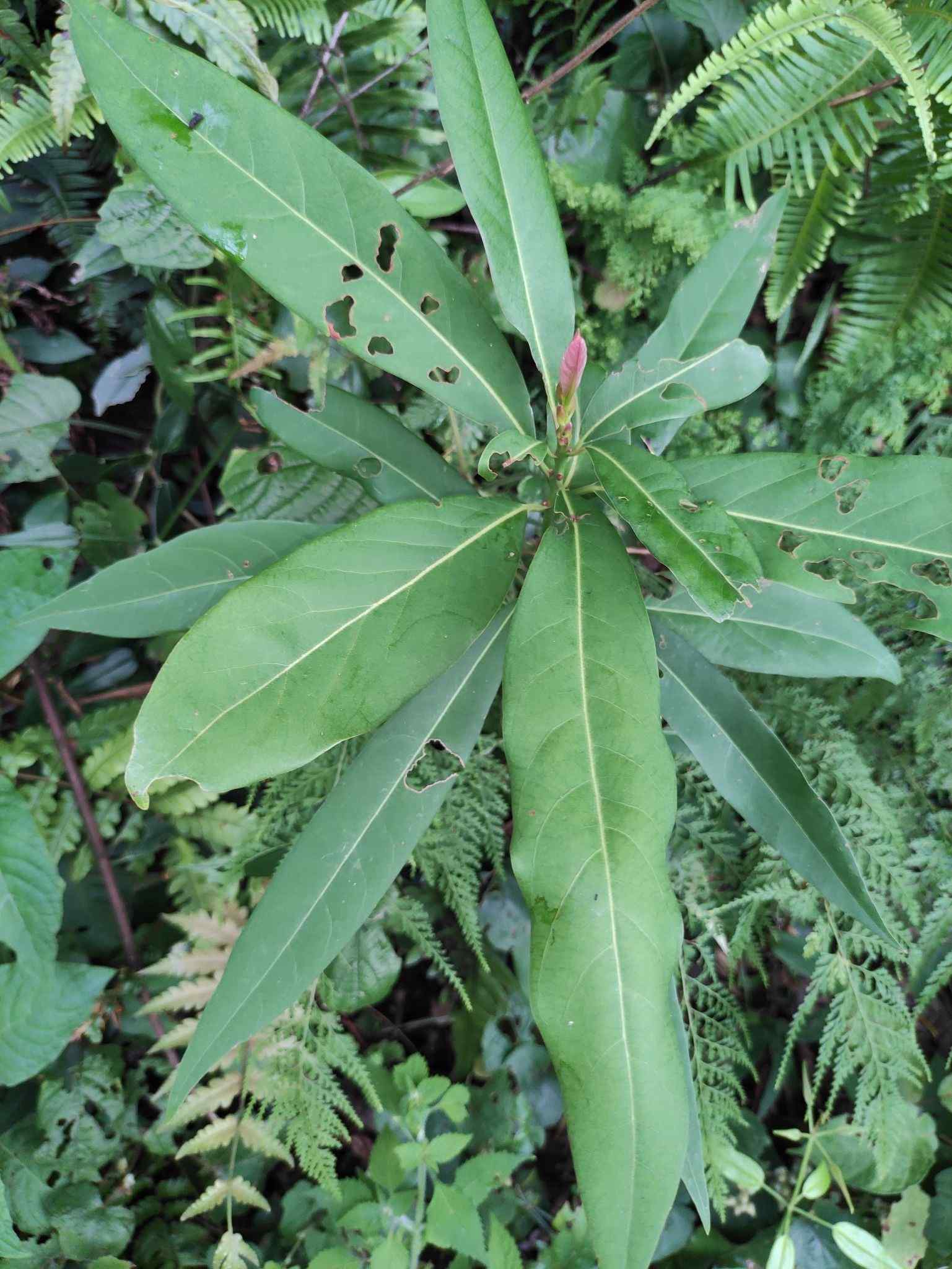 Machilus nanmu