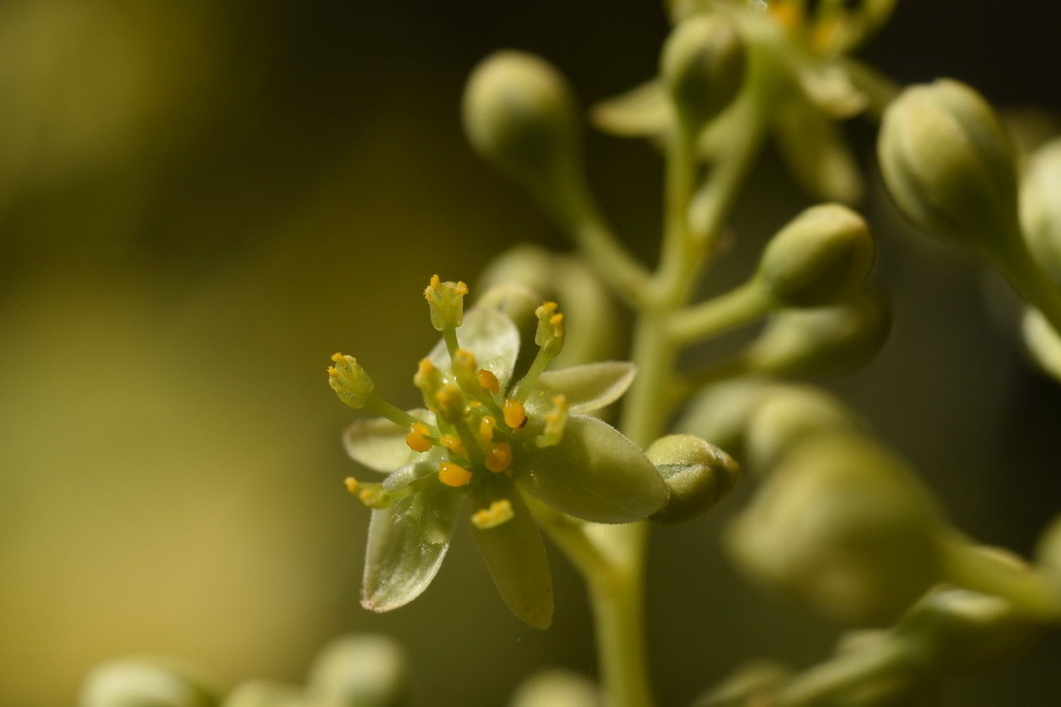 Machilus zuihoensis