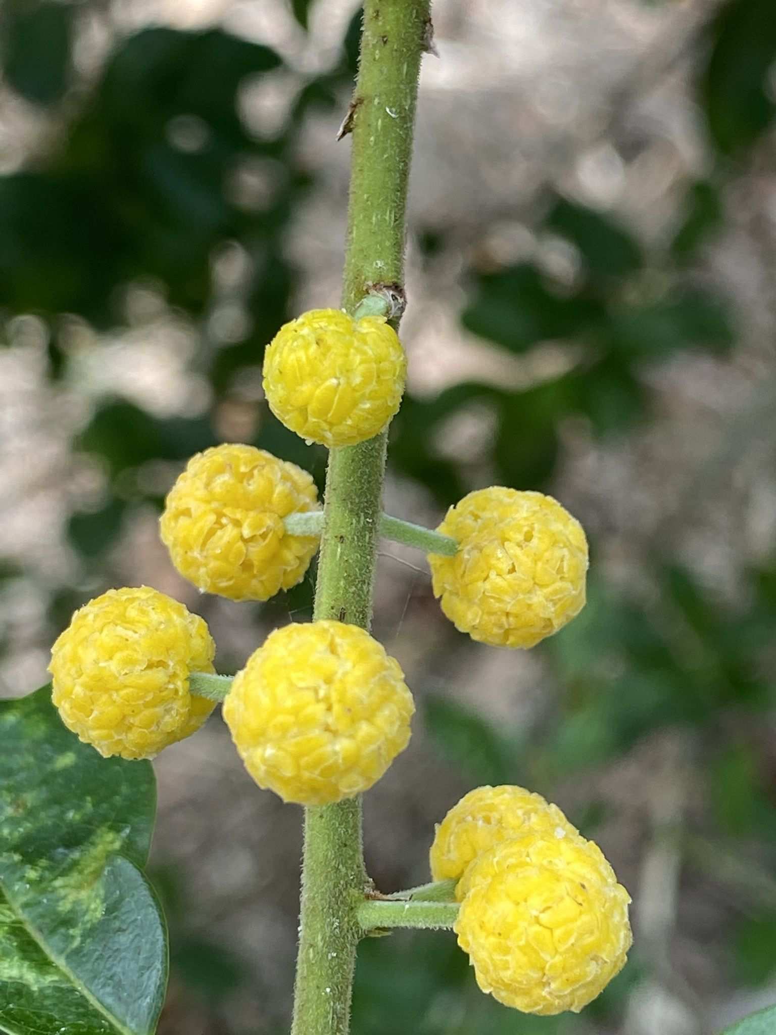 Maclura cochinchinensis
