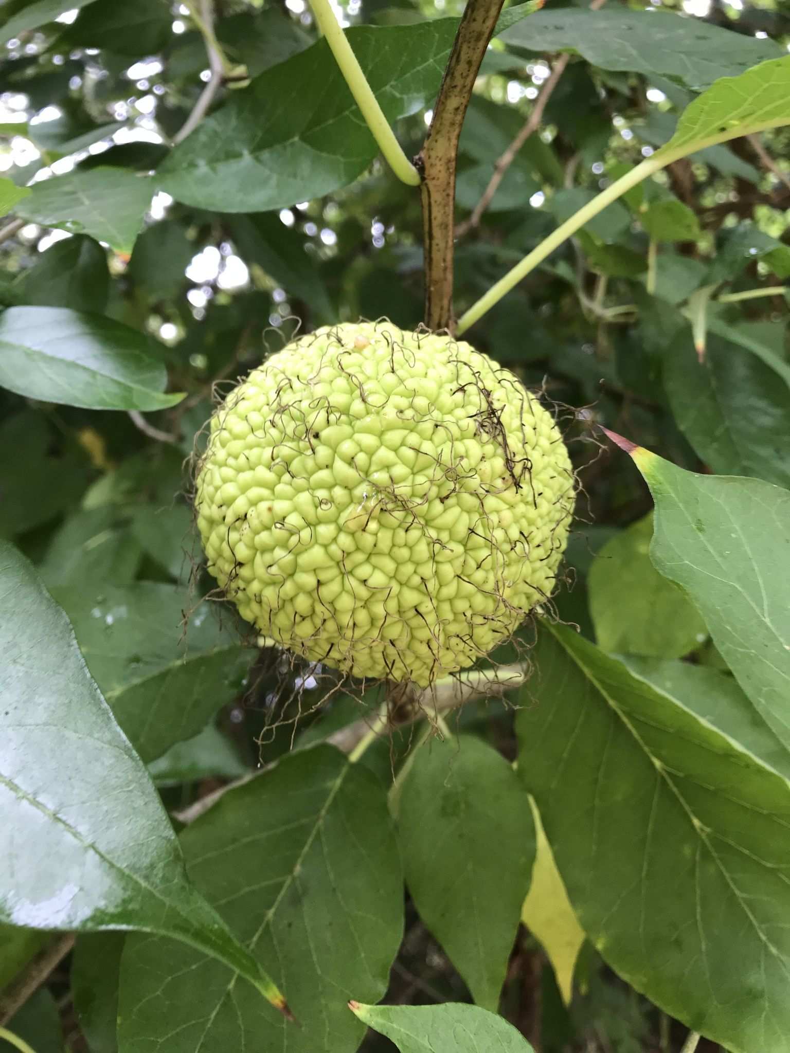 Maclura pomifera