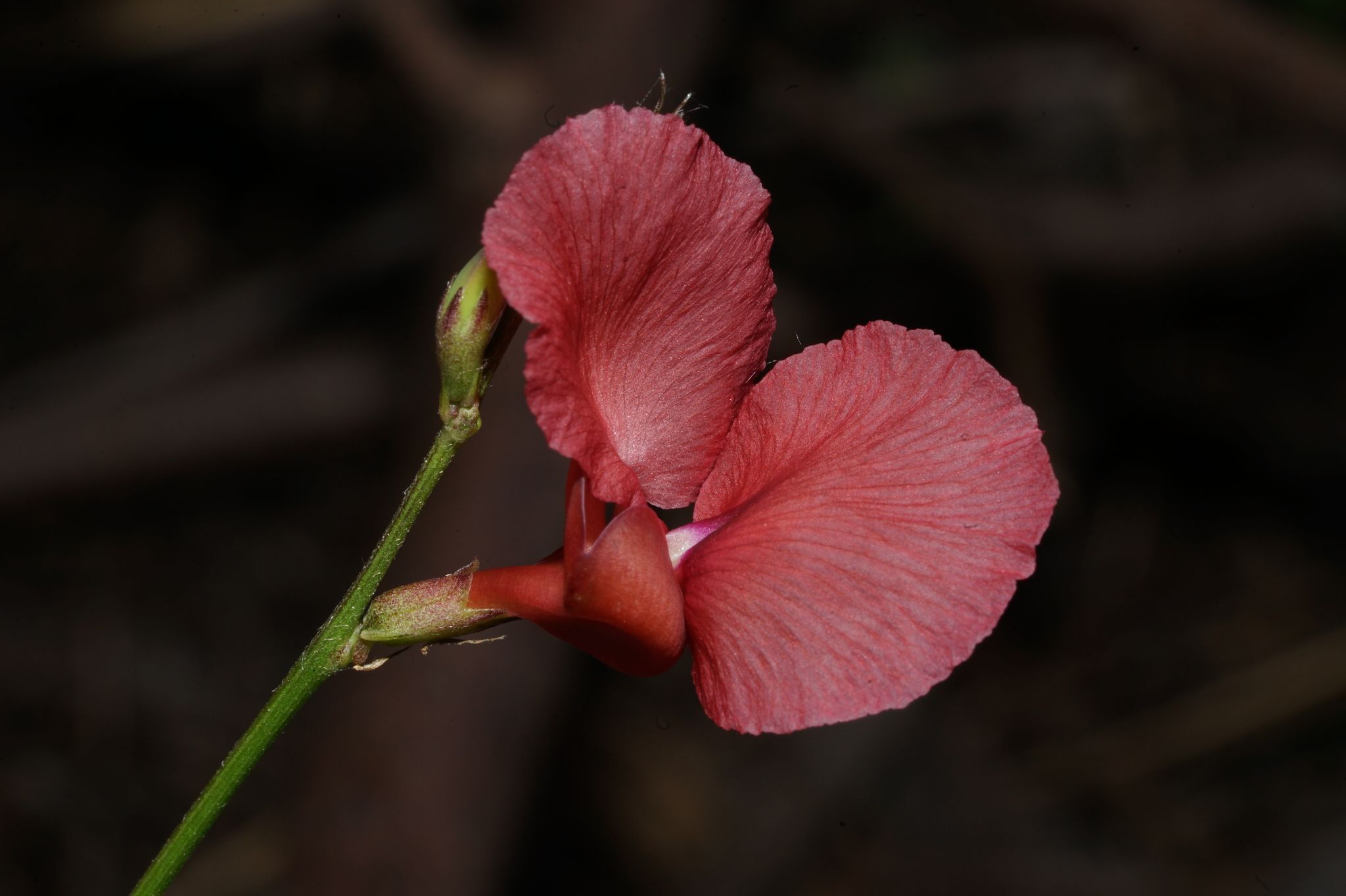 Macroptilium lathyroides
