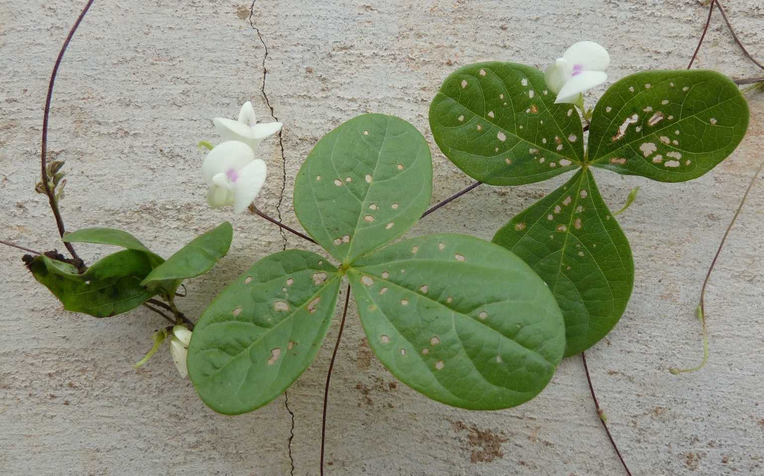 Macrotyloma biflorum