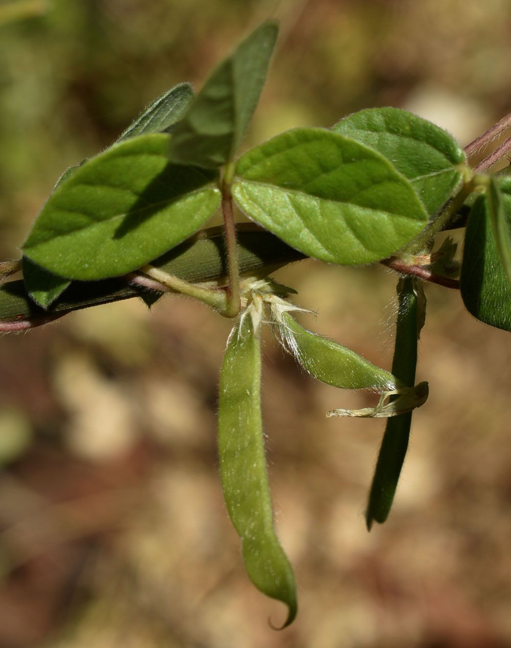 Macrotyloma uniflorum
