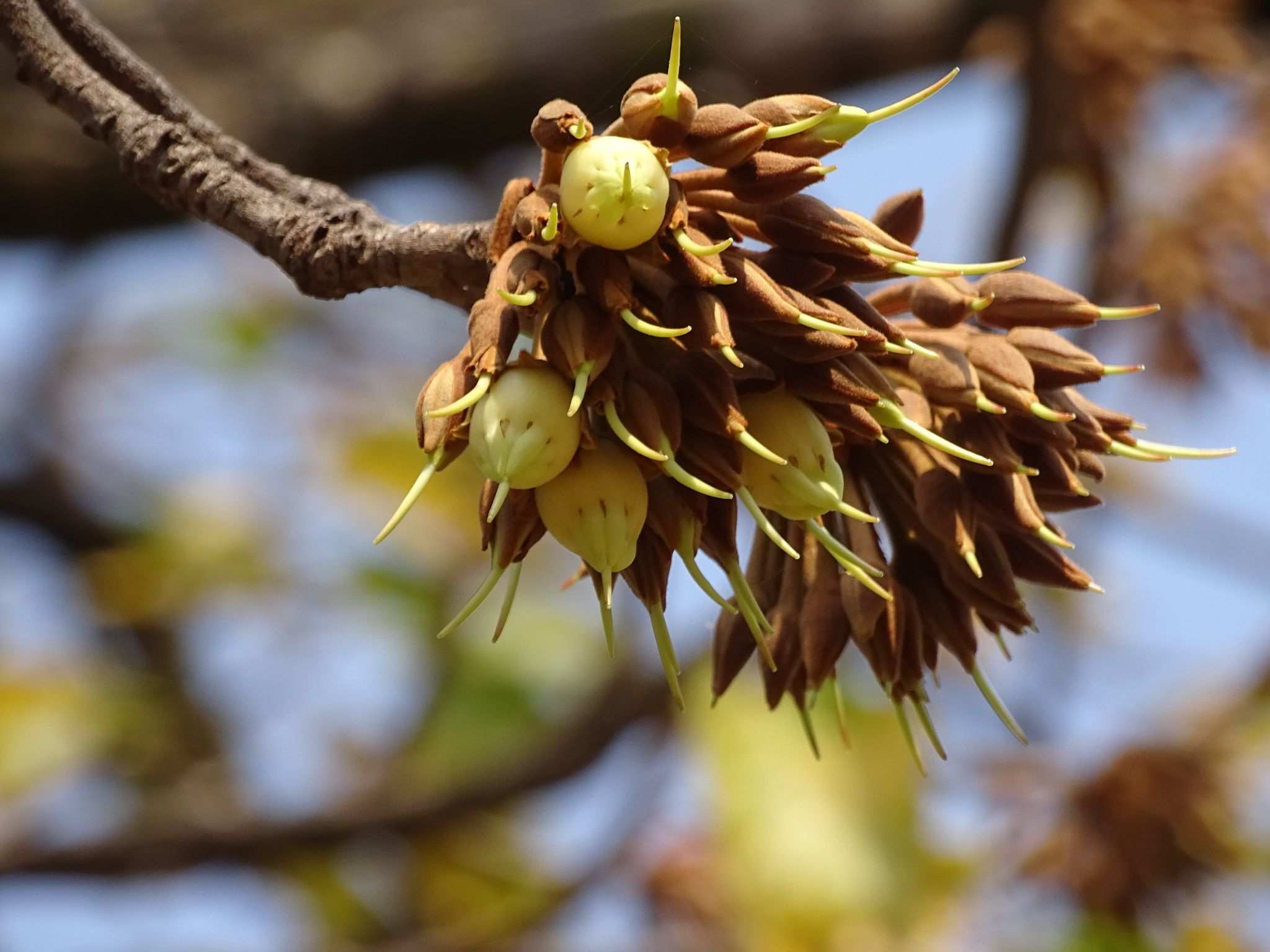Madhuca longifolia