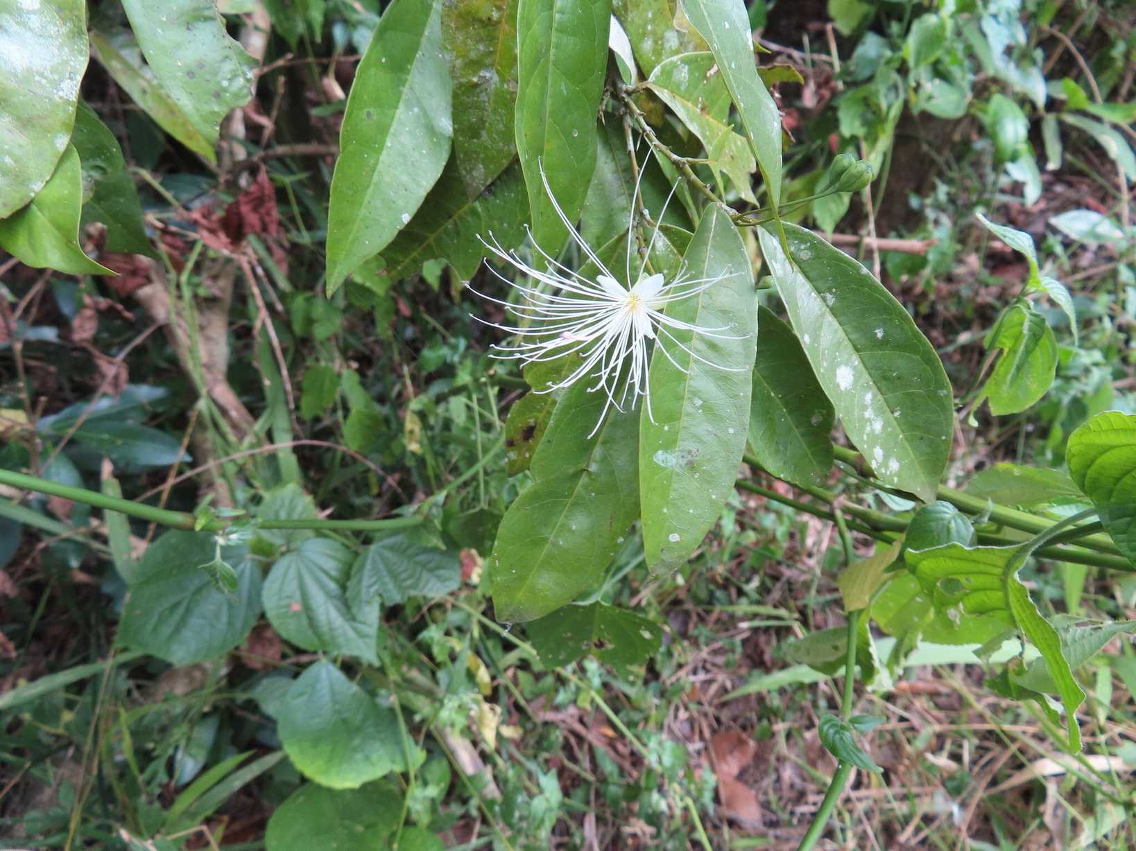 Maerua duchesnei