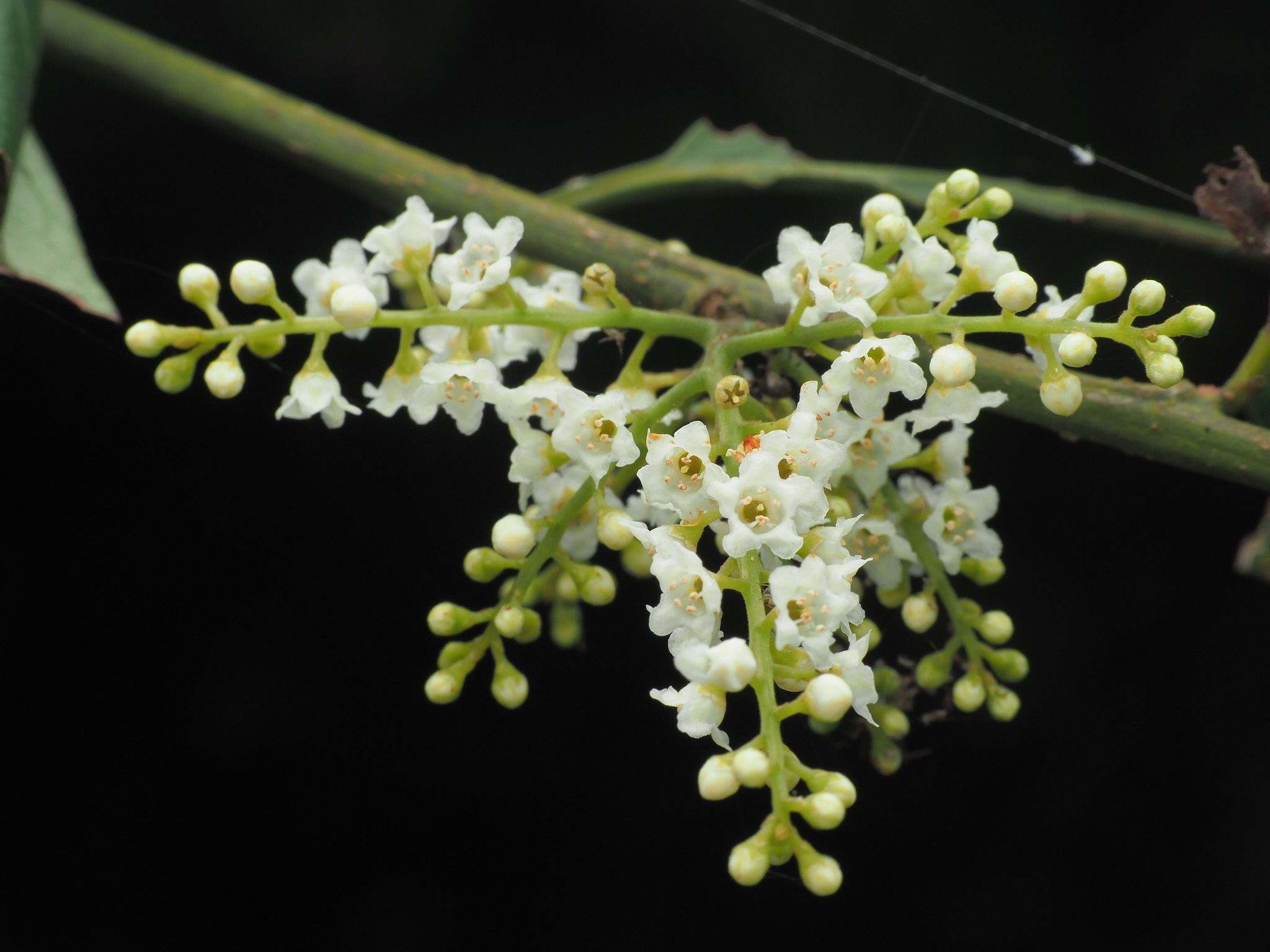 Maesa perlaria