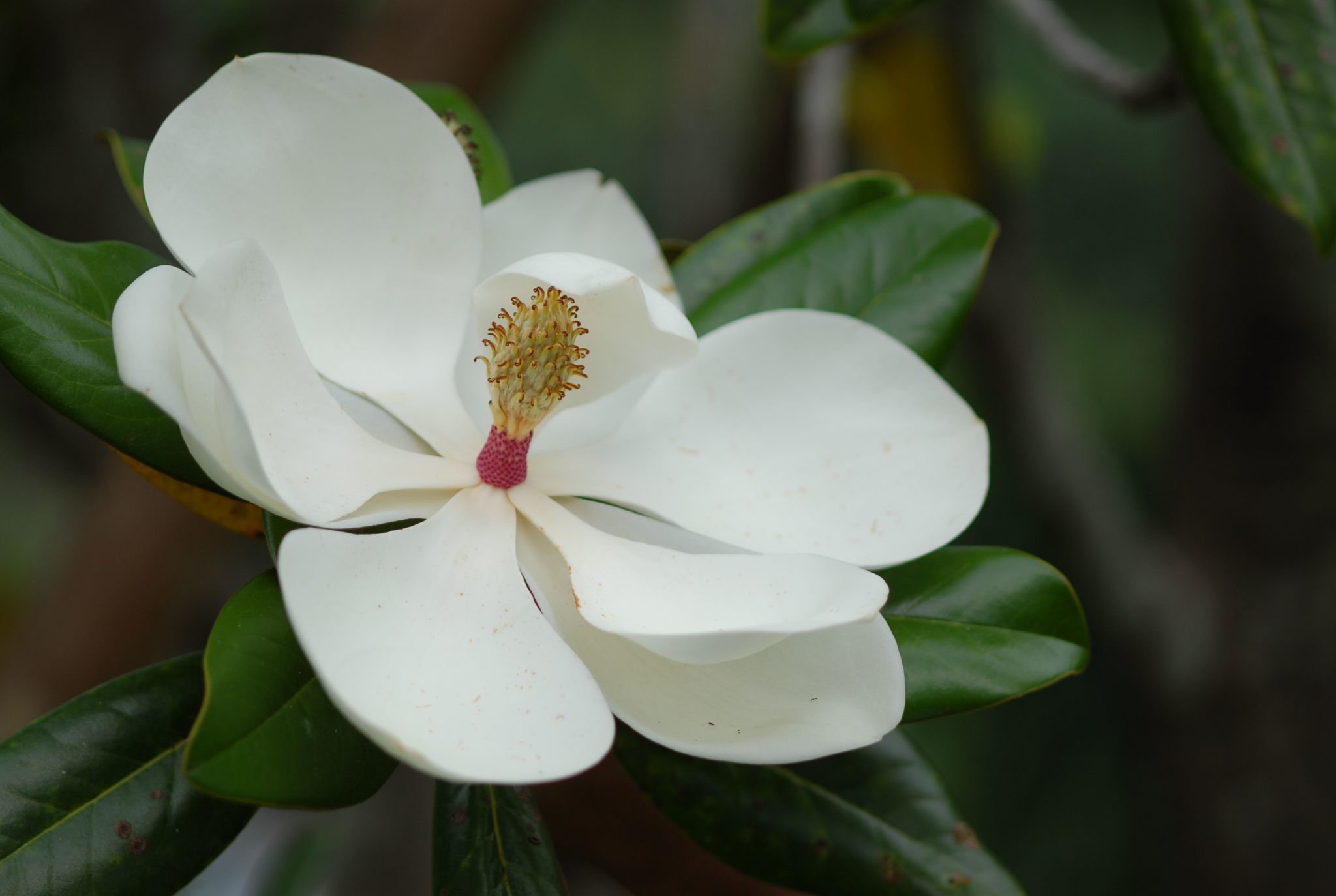 Magnolia