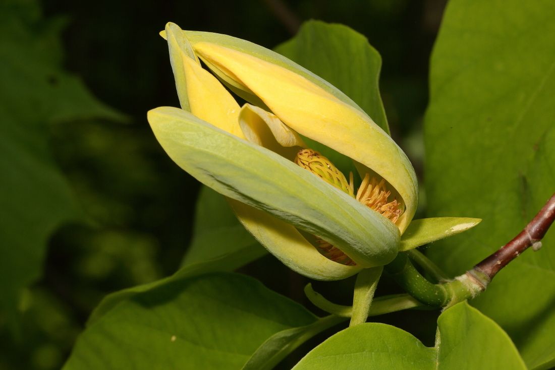Magnolia acuminata