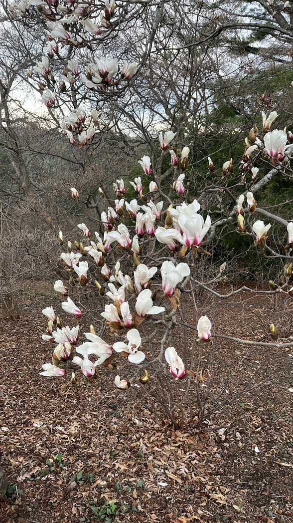 Magnolia amoena