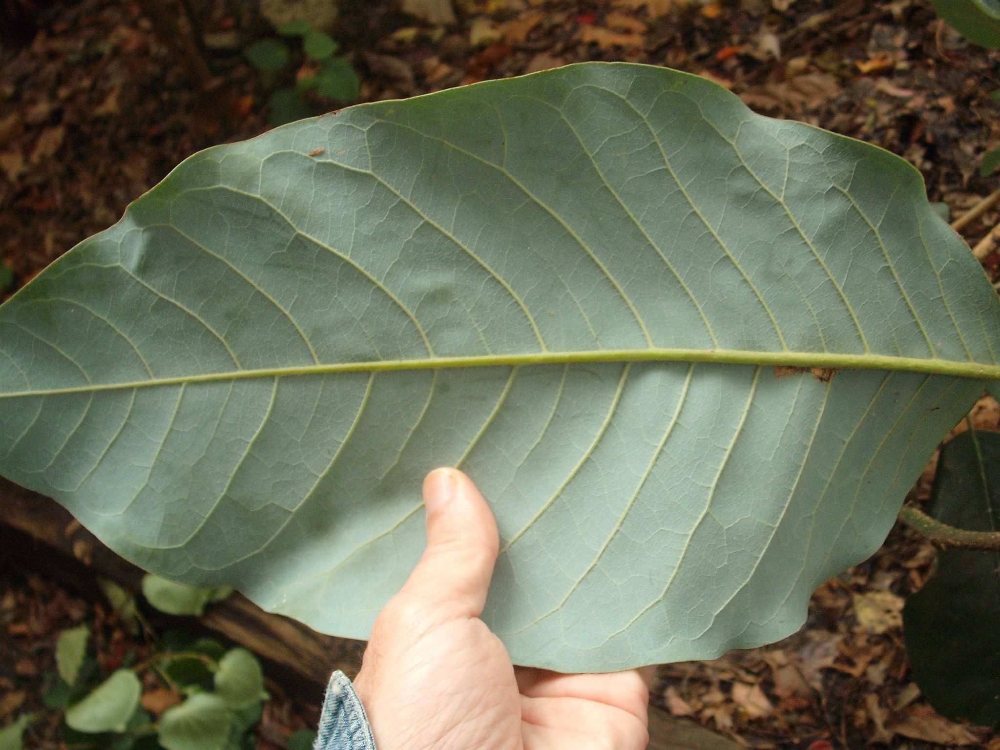 Magnolia delavayi