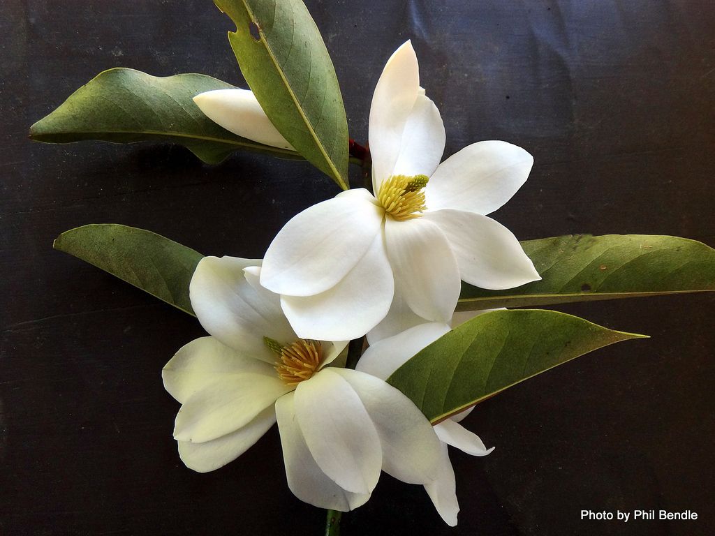 Magnolia doltsopa
