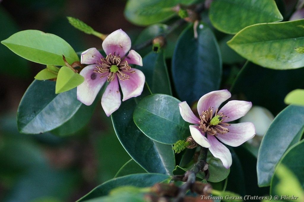 Magnolia figo