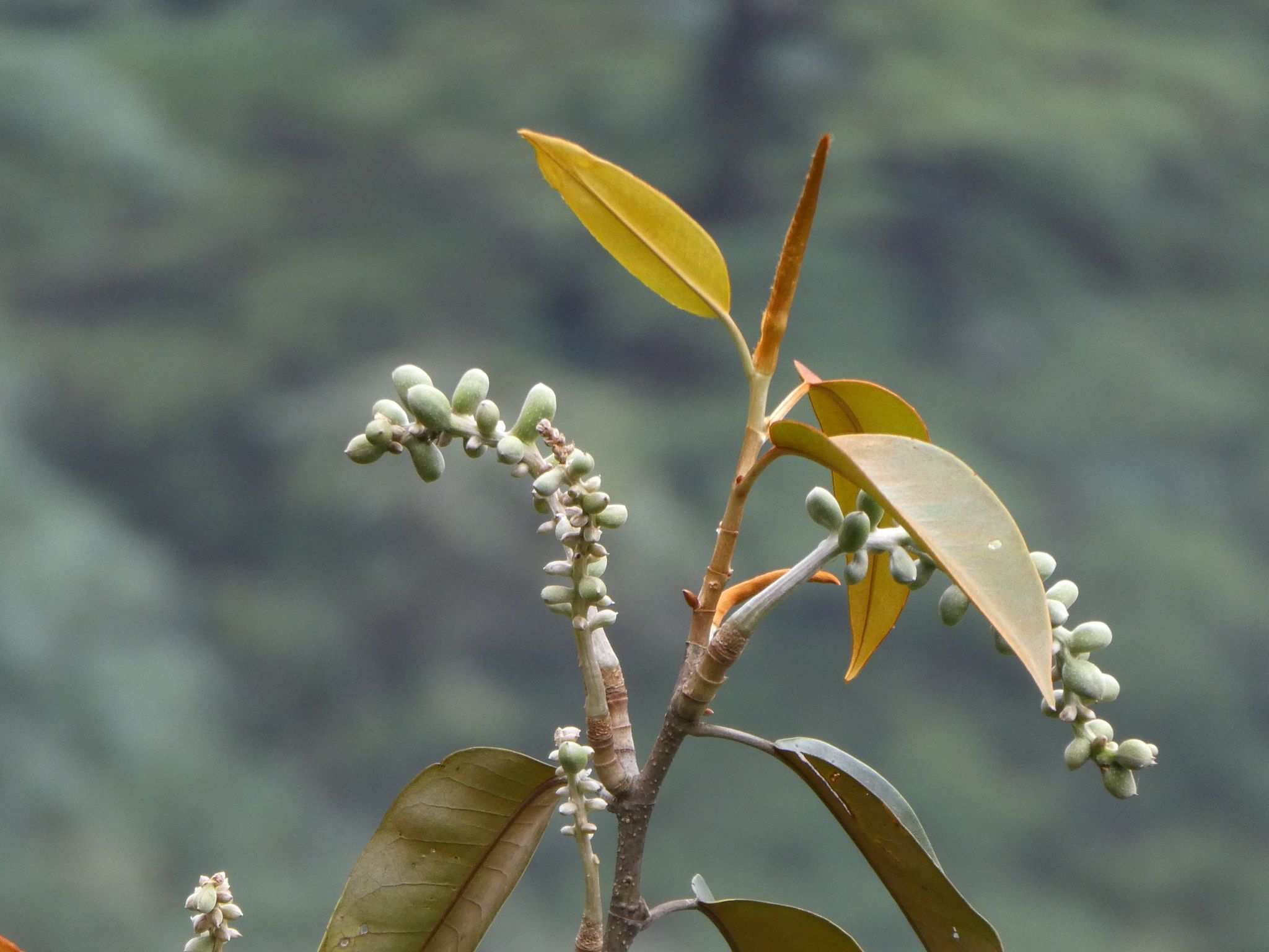 Magnolia foveolata