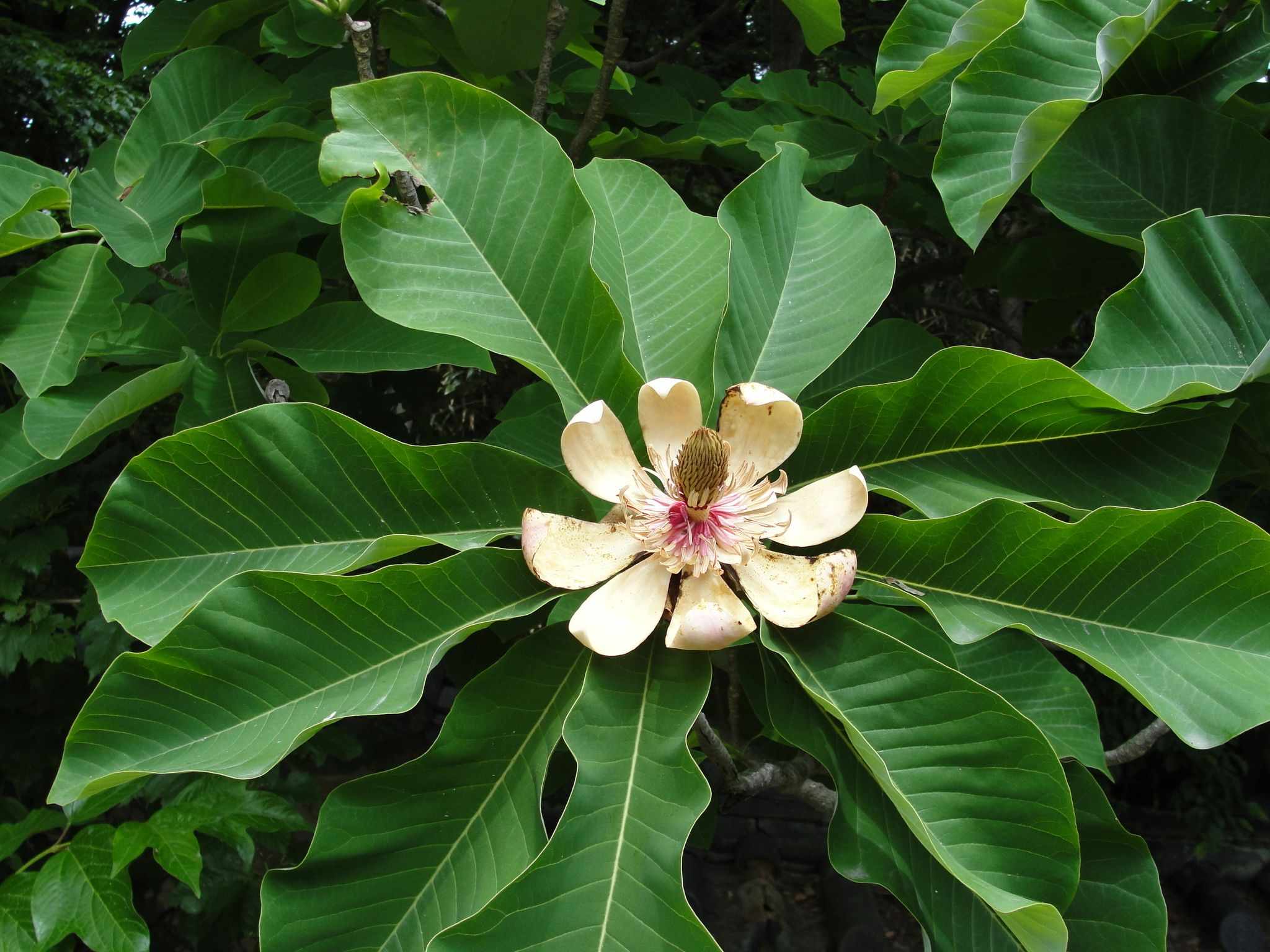 Magnolia hypoleuca