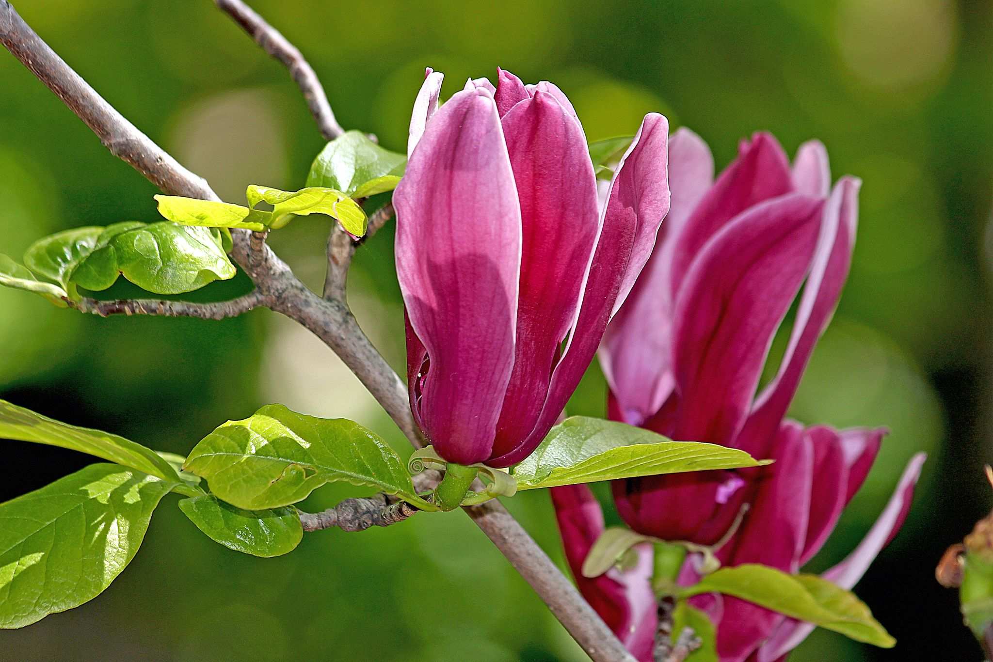 Magnolia liliiflora