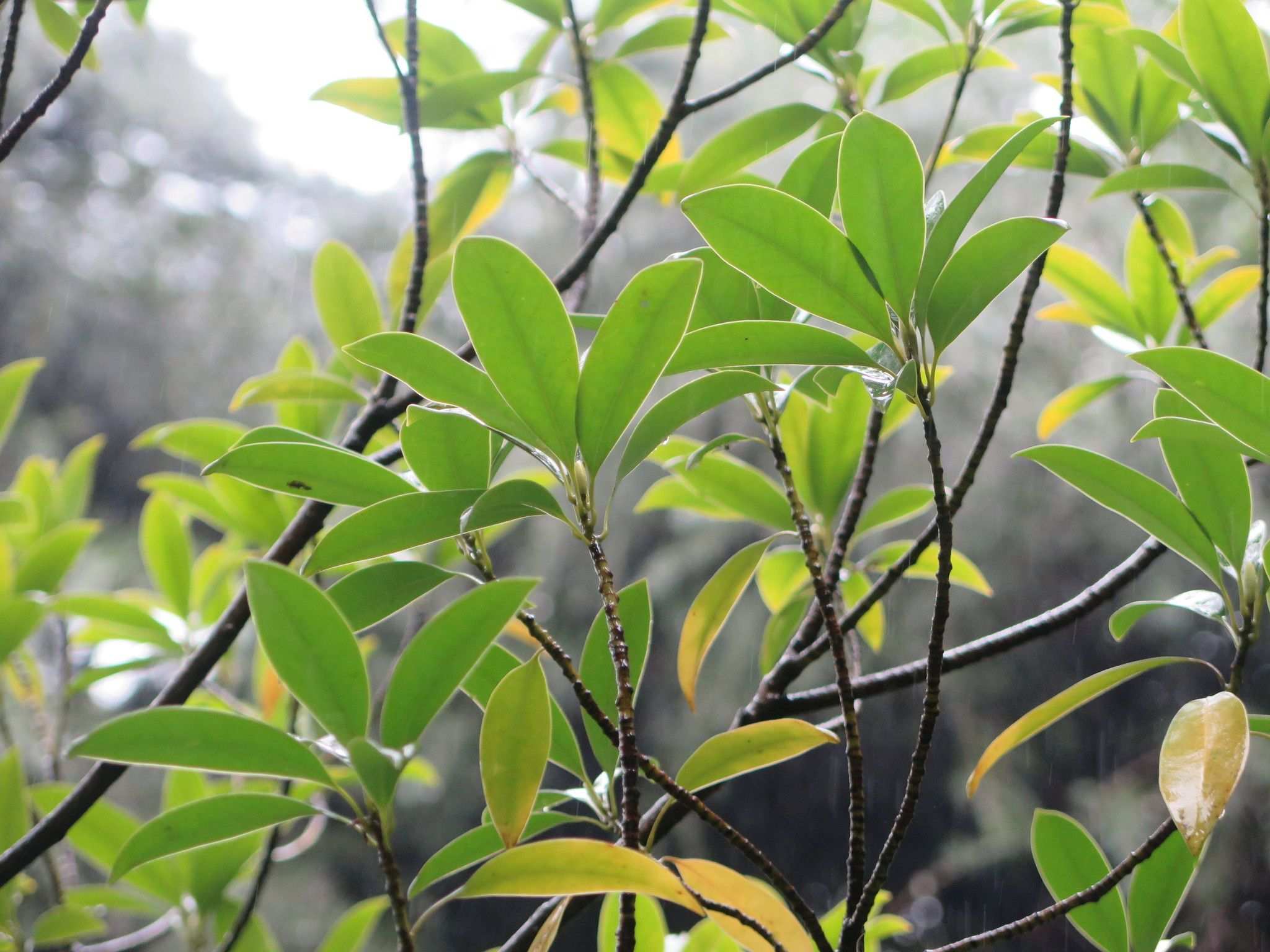 Magnolia lotungensis