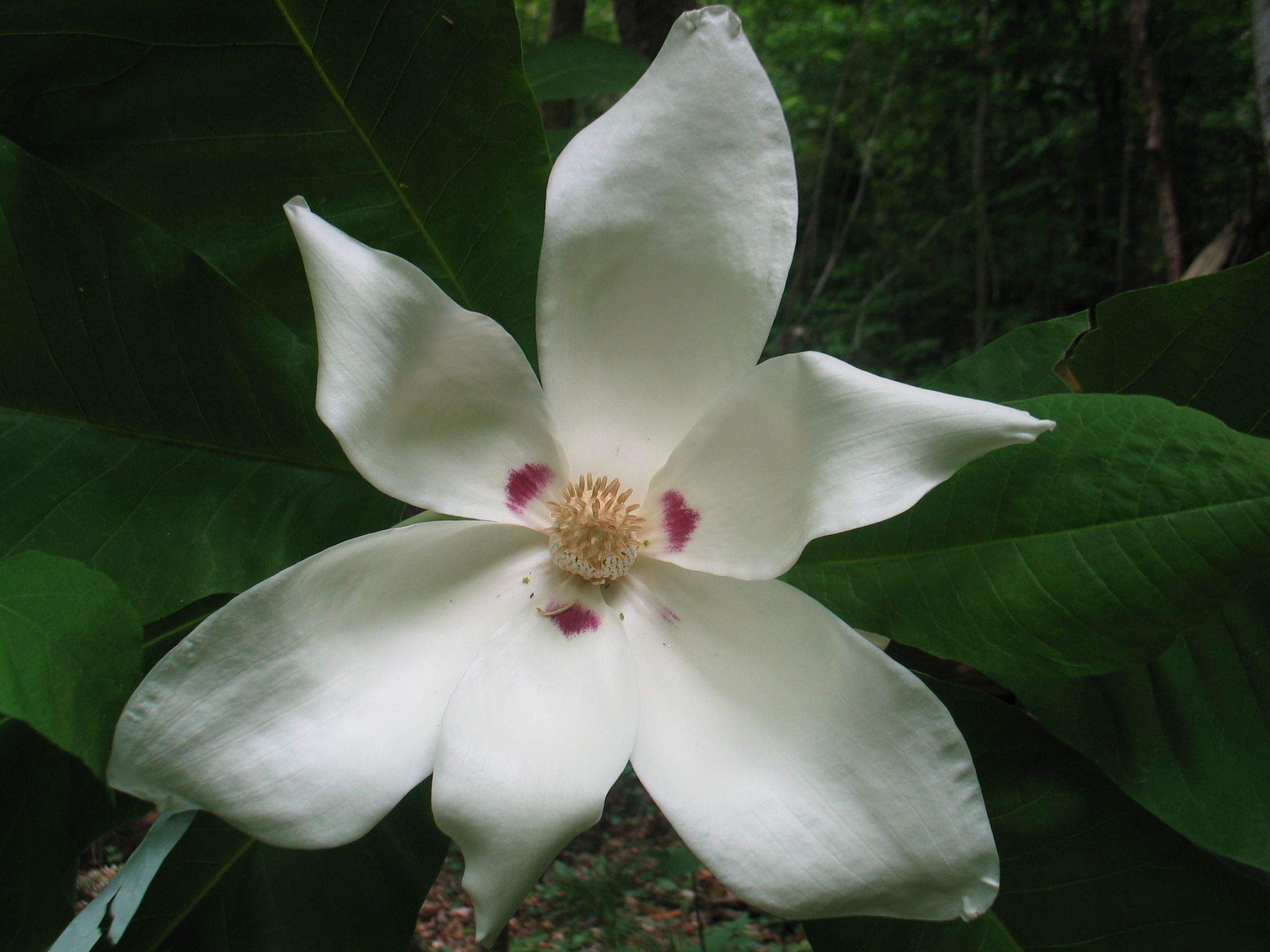 Magnolia macrophylla