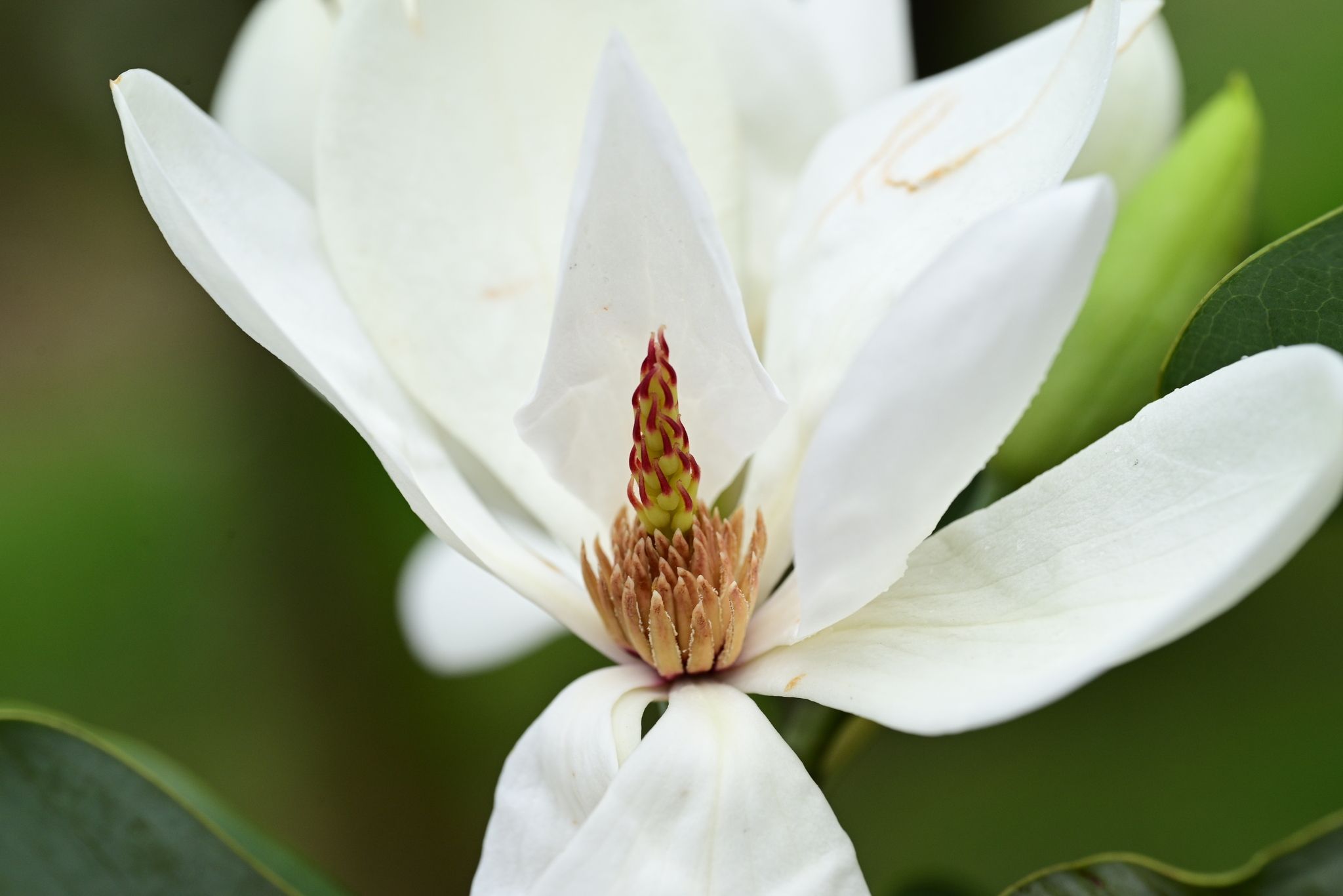 Magnolia maudiae