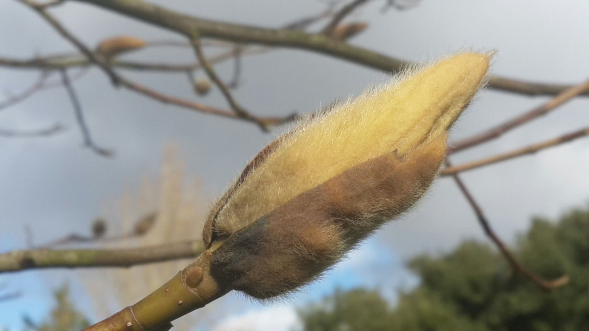 Magnolia salicifolia