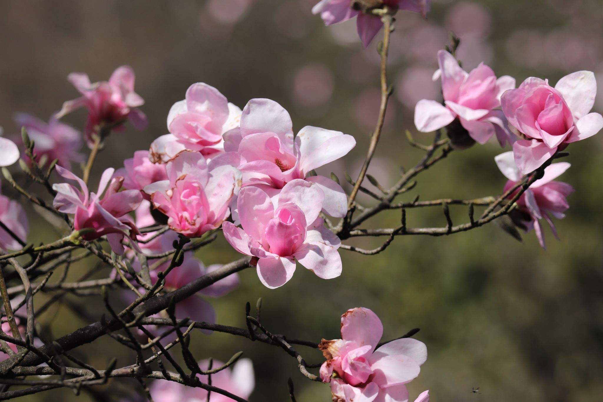 Magnolia sprengeri