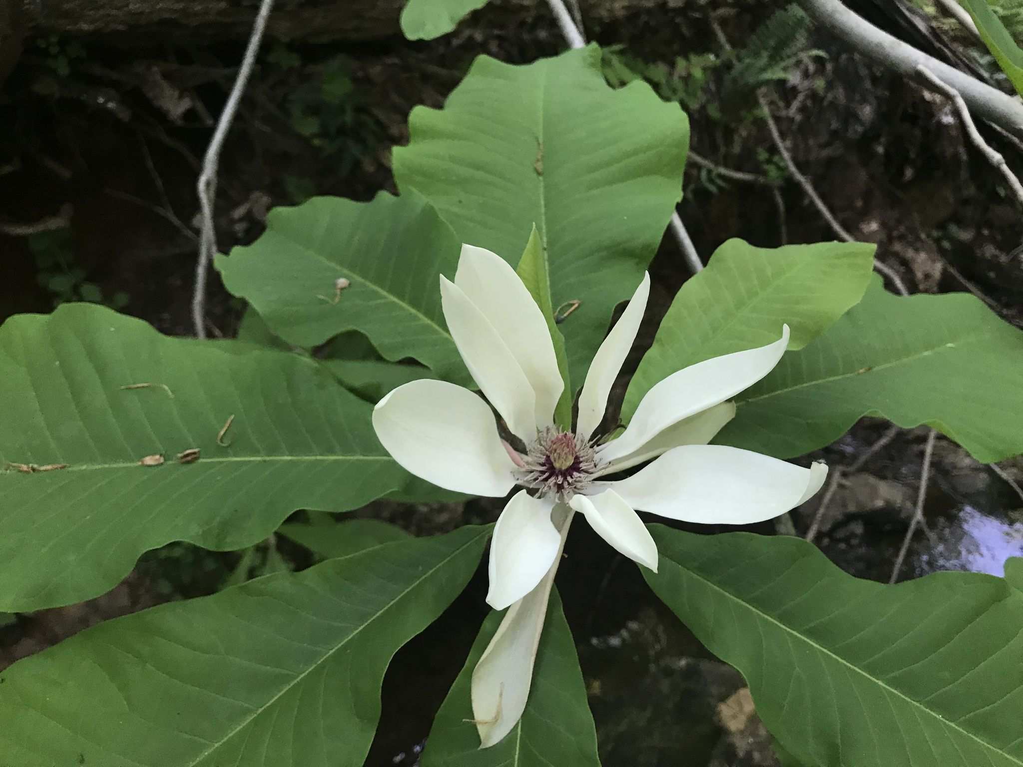 Magnolia tripetala