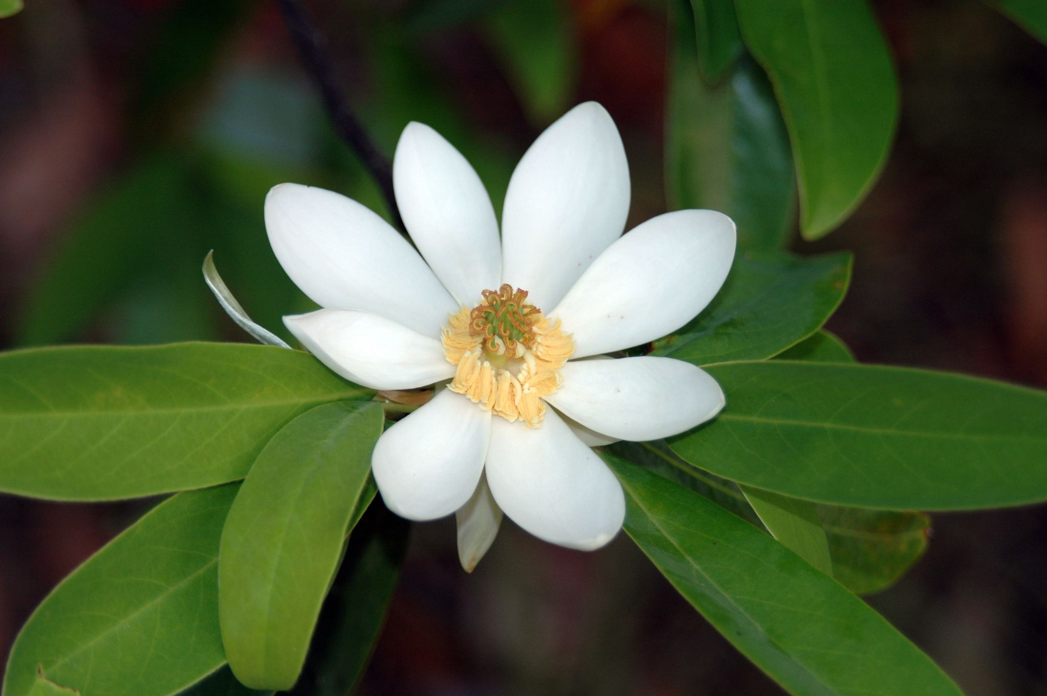 Magnolia virginiana