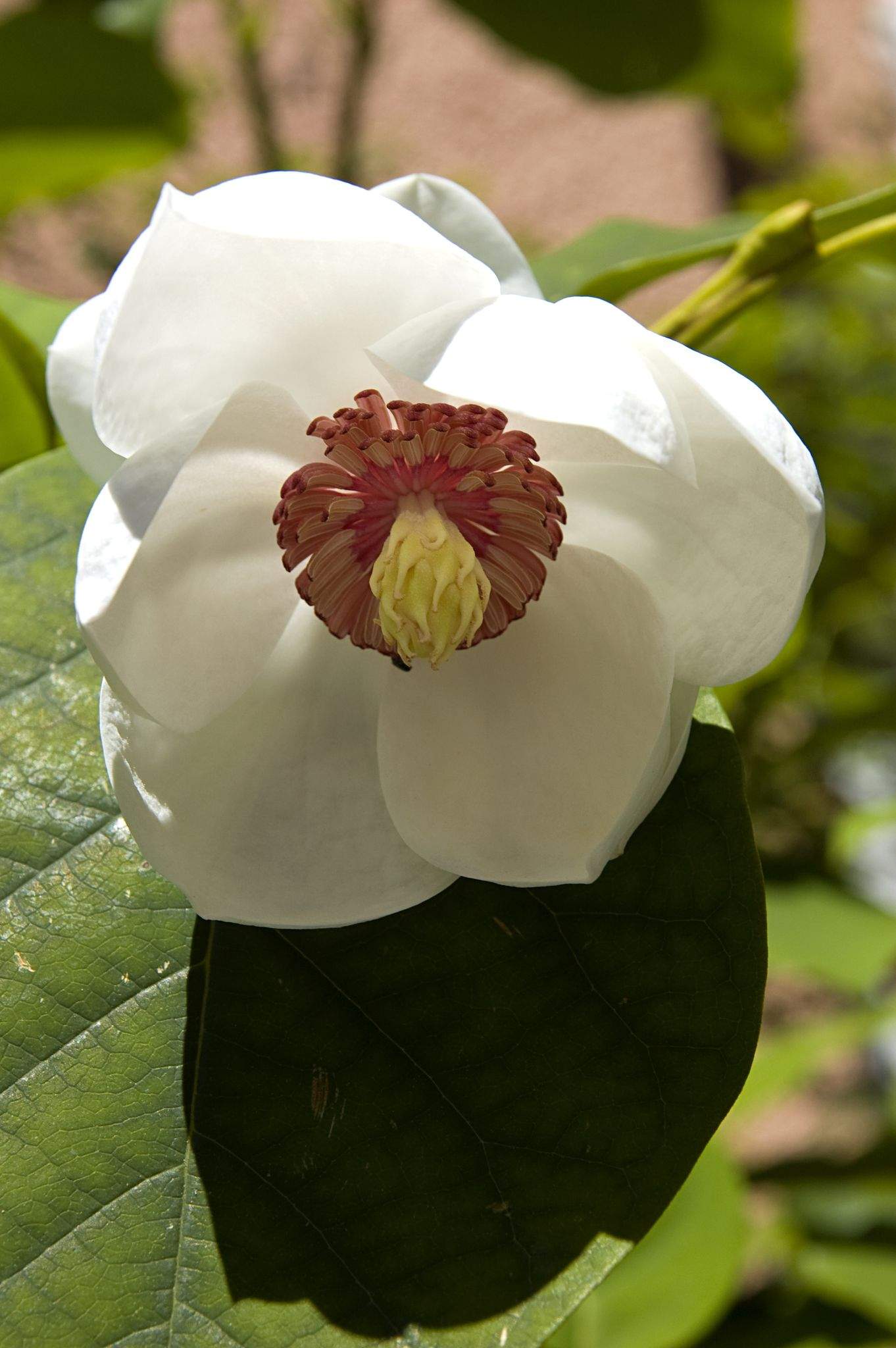 Magnolia wilsonii
