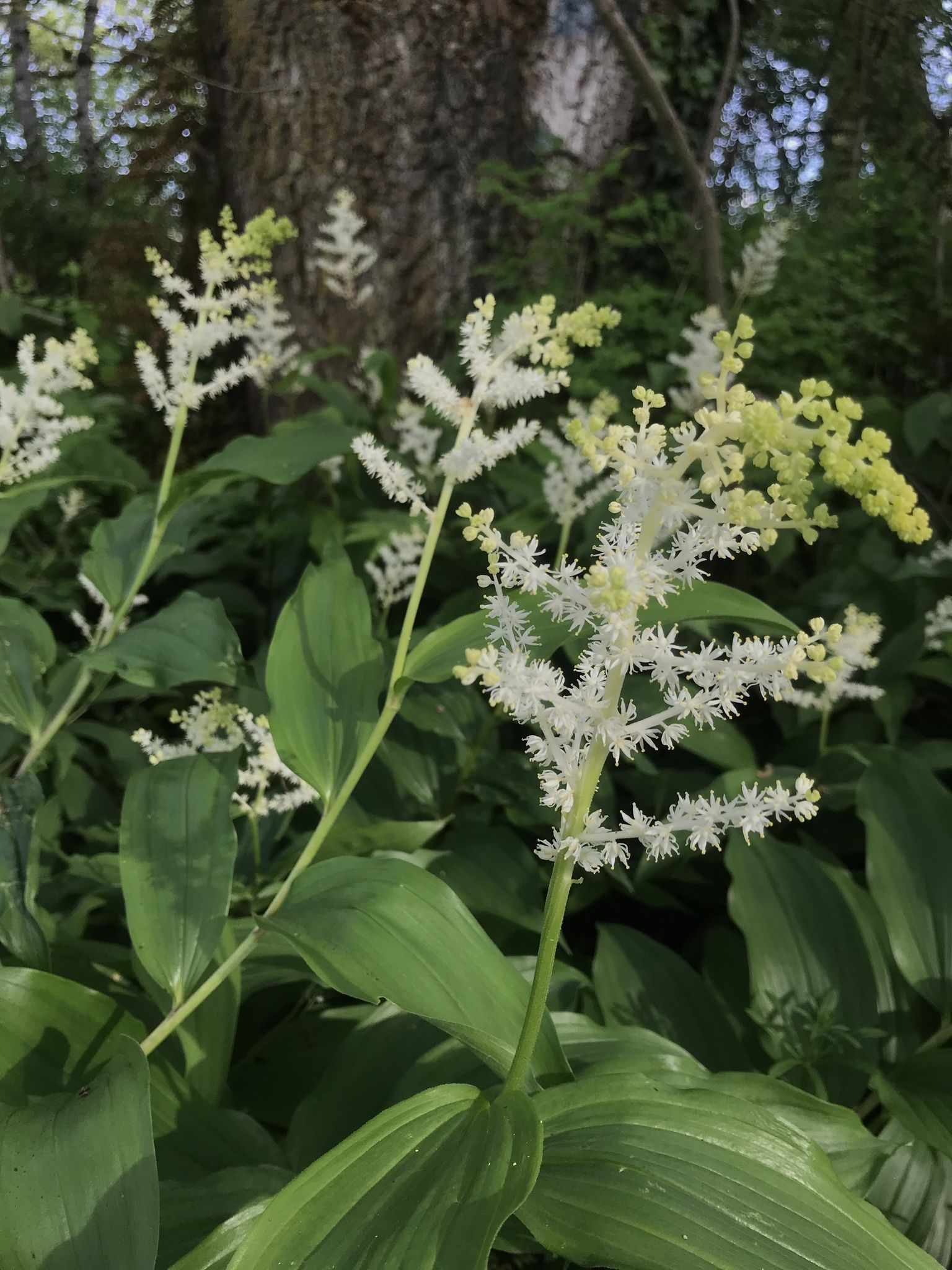 Maianthemum racemosum
