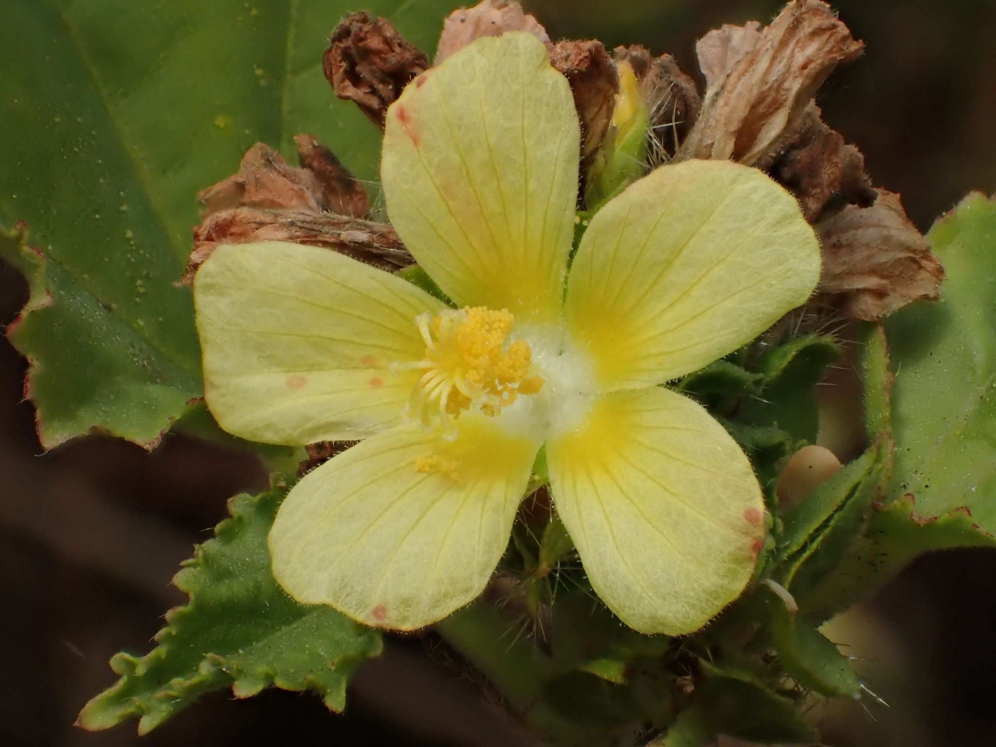 Malachra