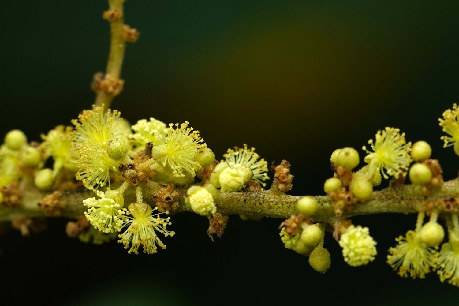 Mallotus japonicus