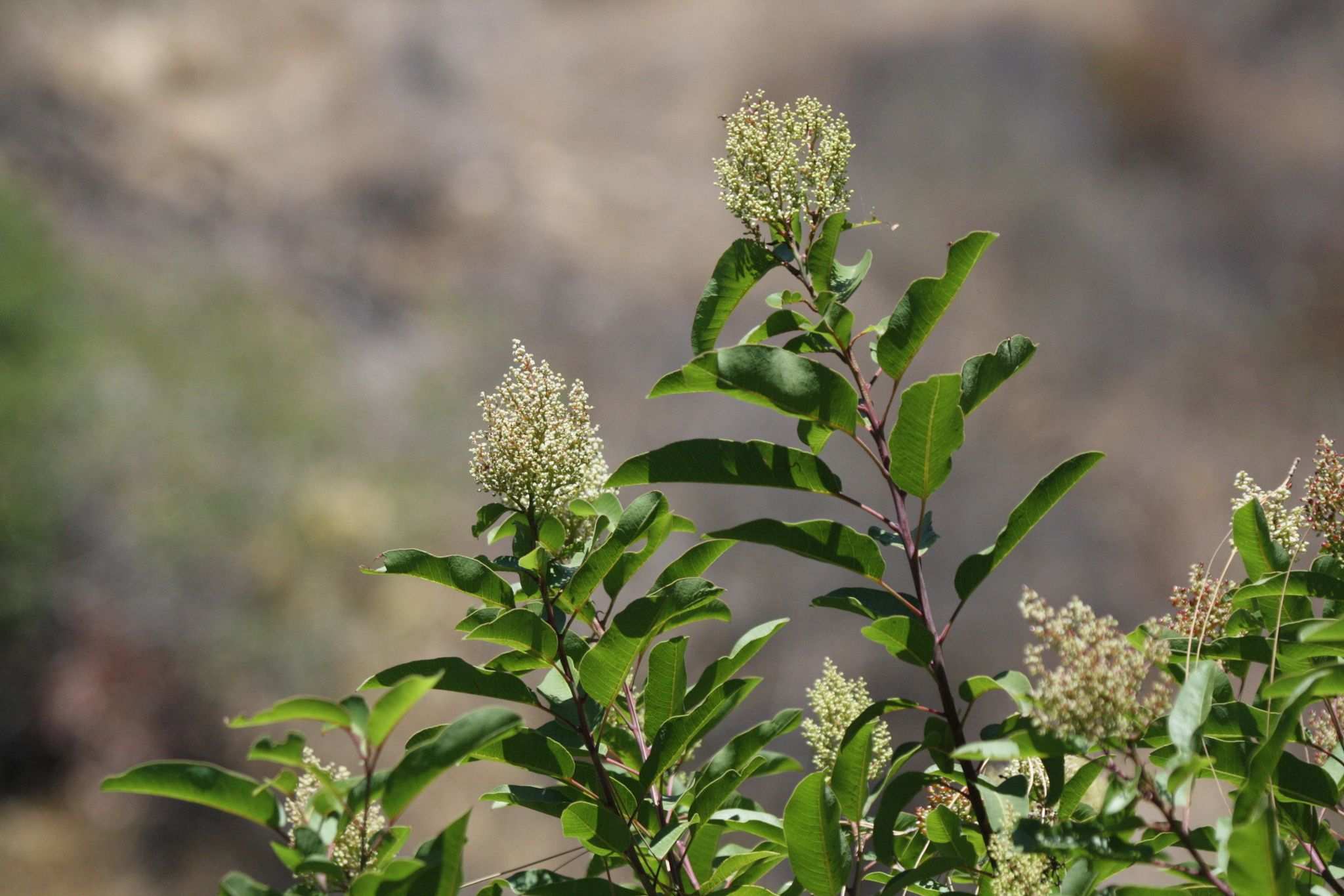 Malosma laurina