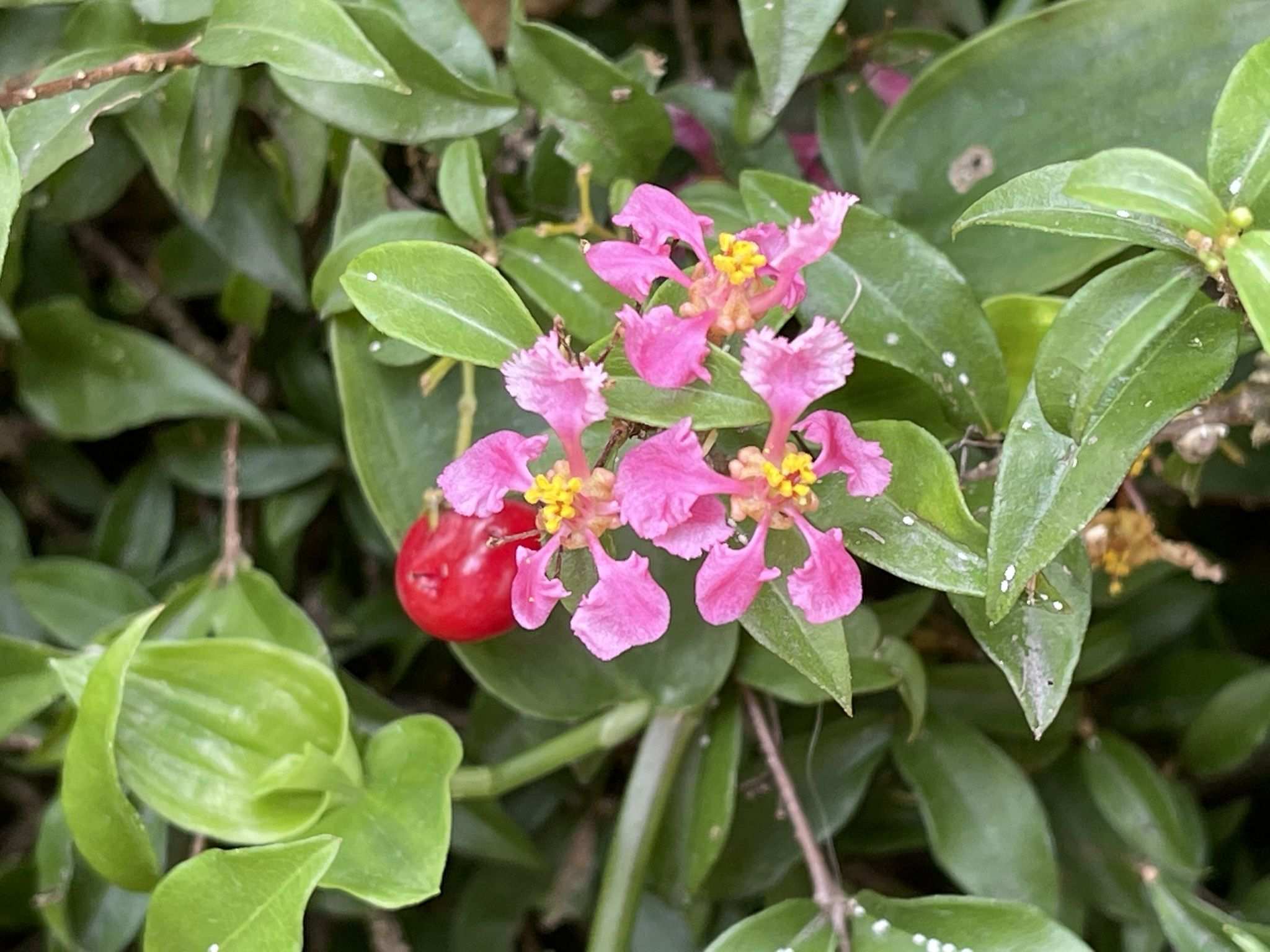 Malpighia emarginata